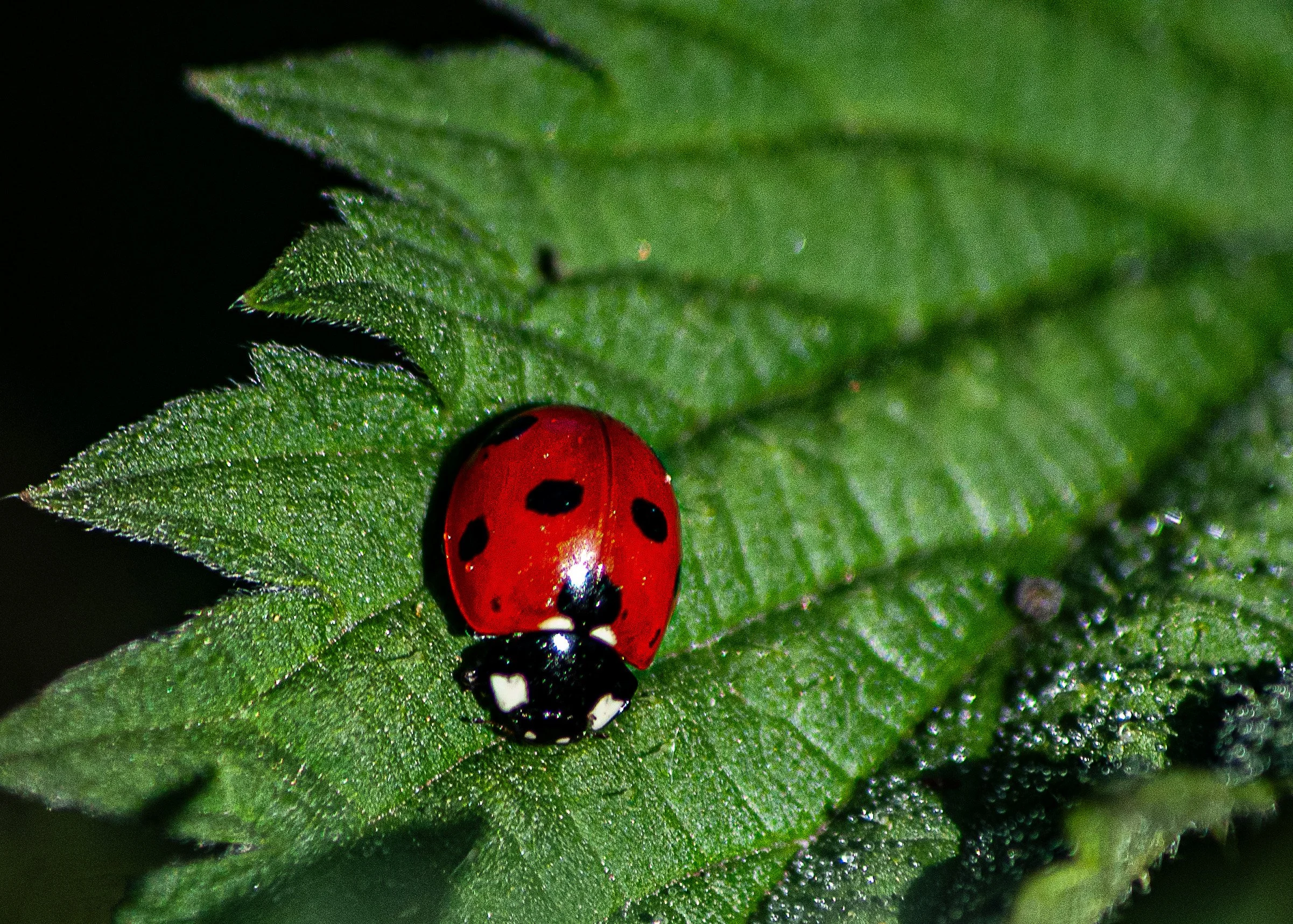 112 019- Ladybird.jpg