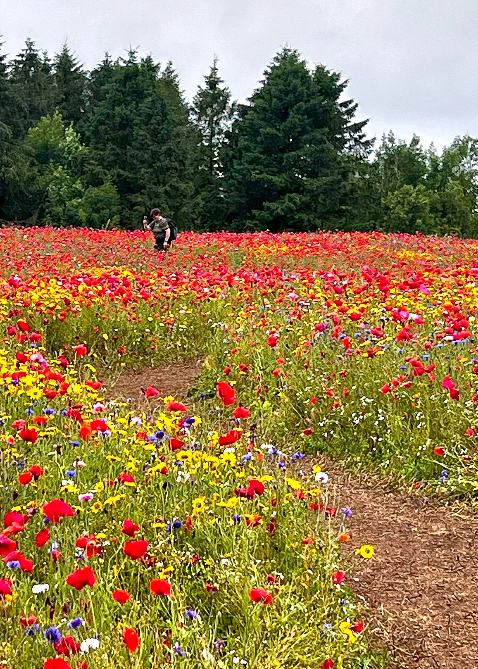 200 2942 - Amongst the Poppies.jpg