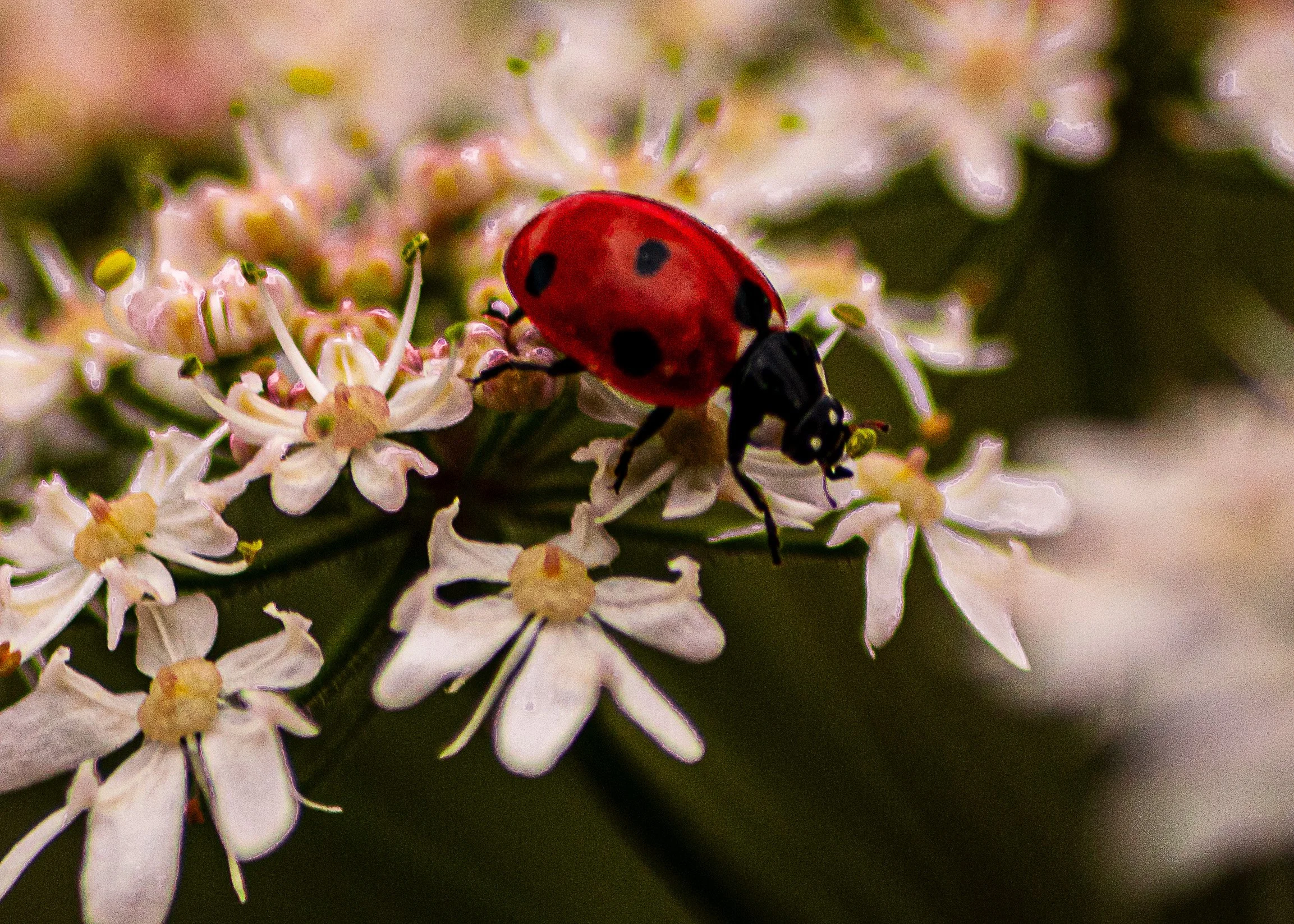 115 015 - Ladybird.jpg
