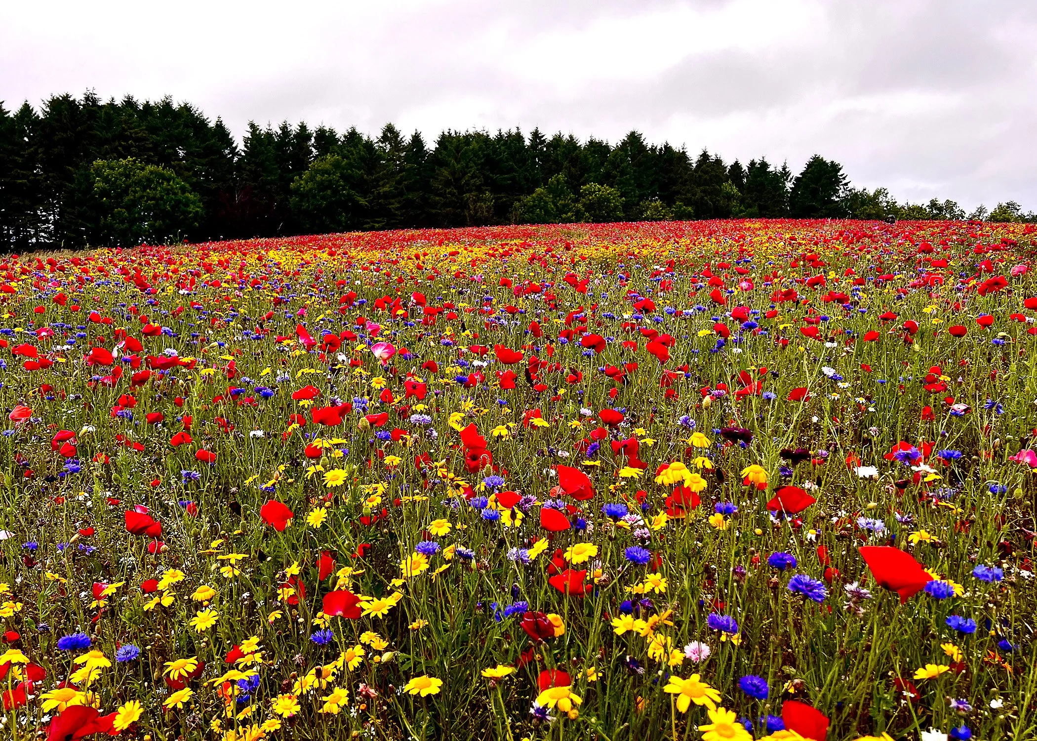 200 2941 - Wildflowers and Poppies.jpg