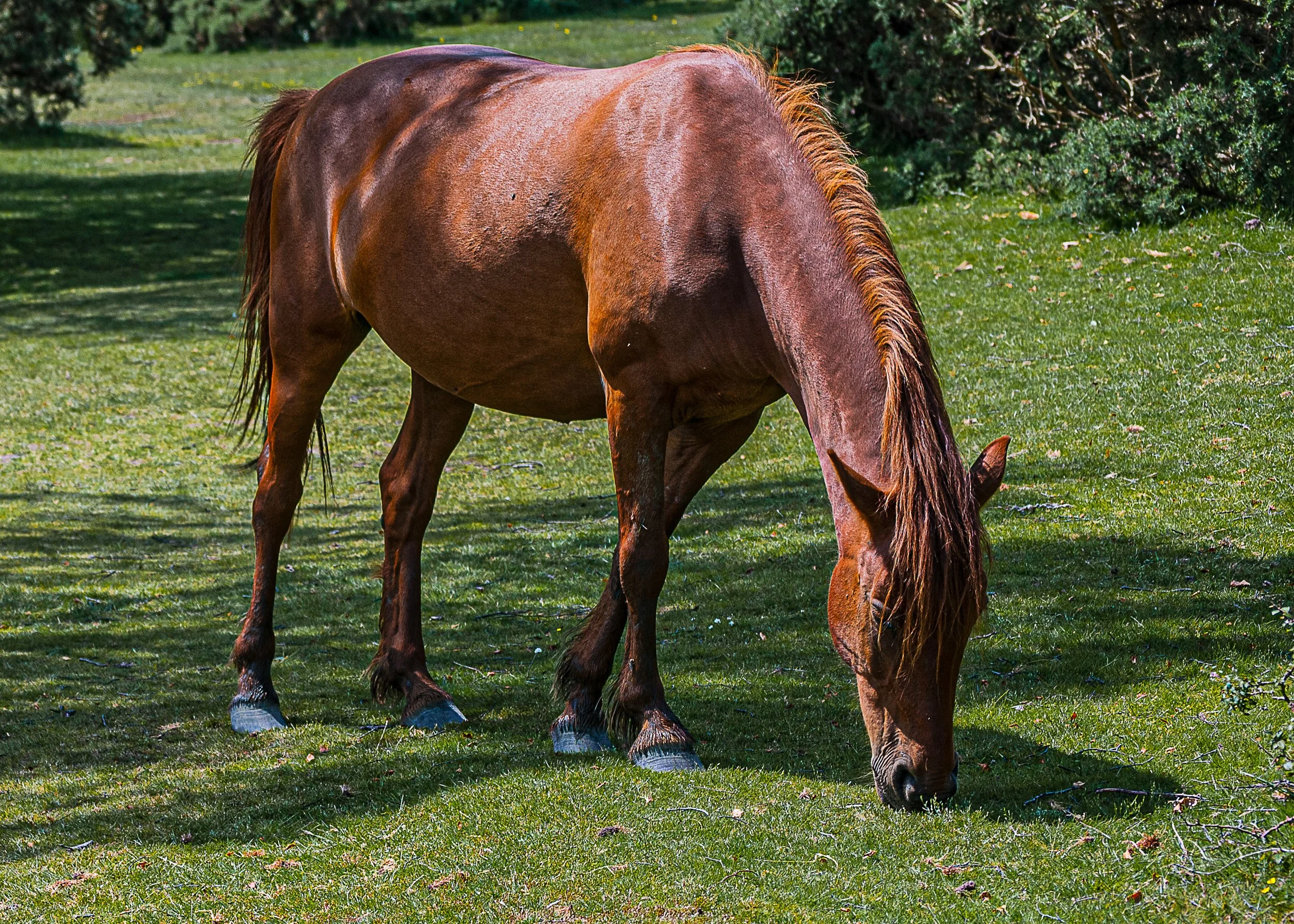 128 009 - Grazing Horse.jpg