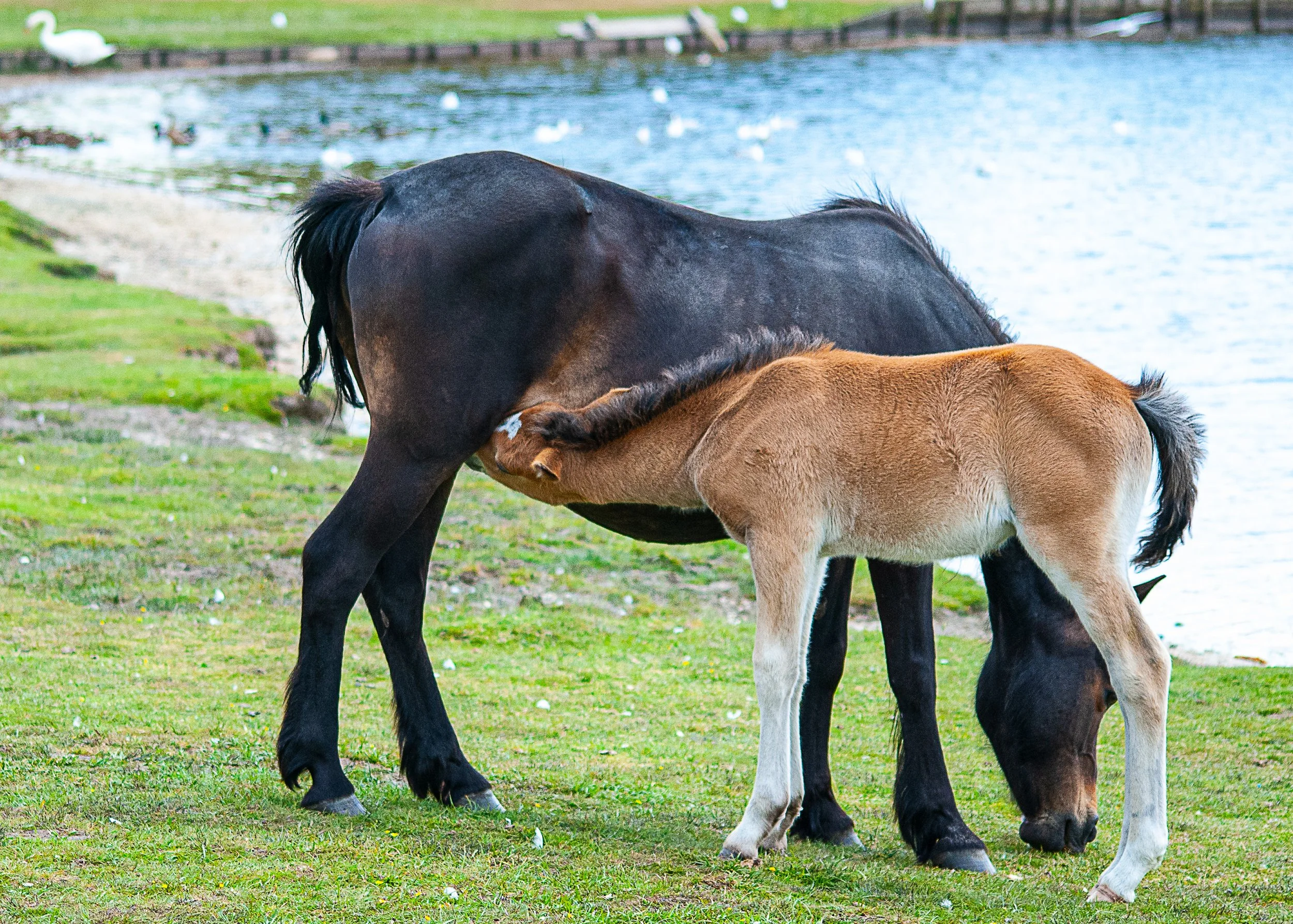 113 094 - Foal Feeding.jpg