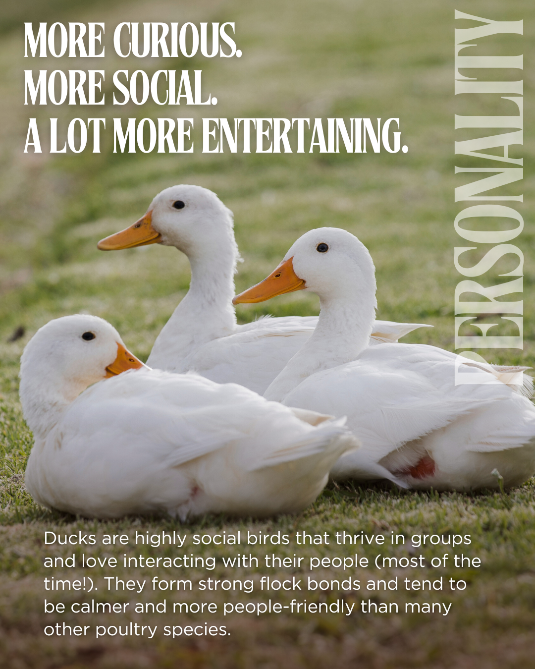 Why Ducks? Campaign — Bell & Co.