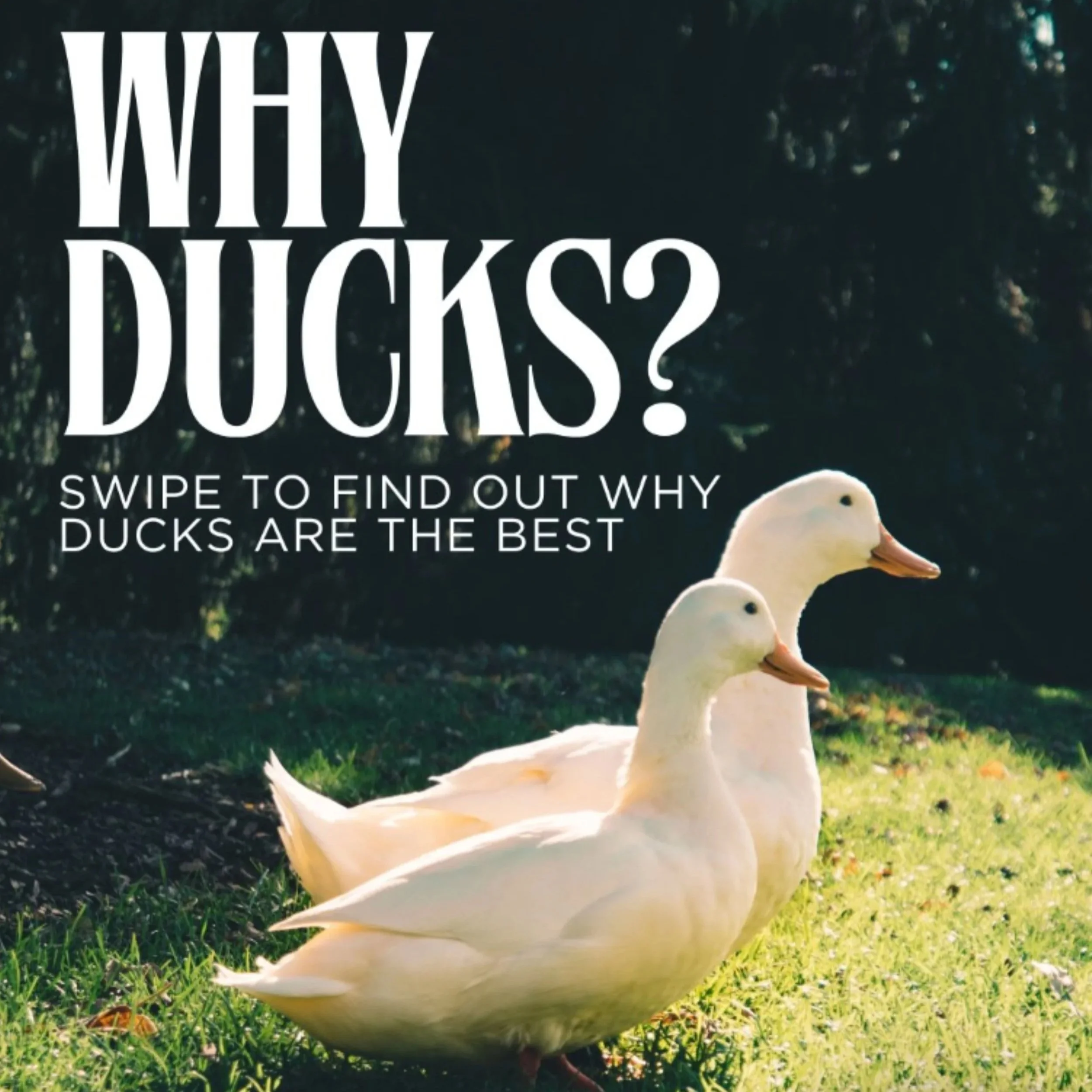 Why Ducks? Campaign