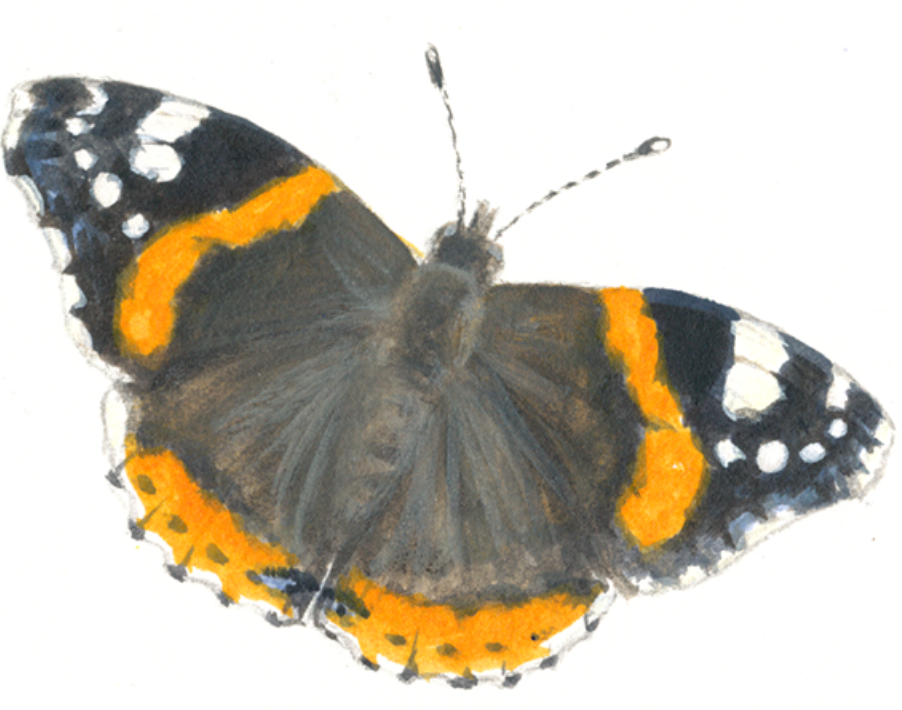 Painting of a butterfly with black, orange, and white wings.