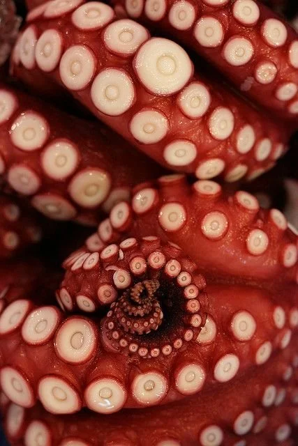 Close-up of octopus tentacles with suction cups.