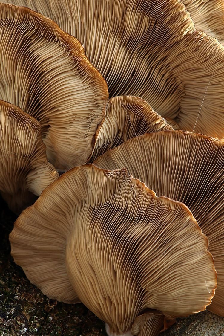 Close-up of overlapping brown mushrooms showing gills on the underside.