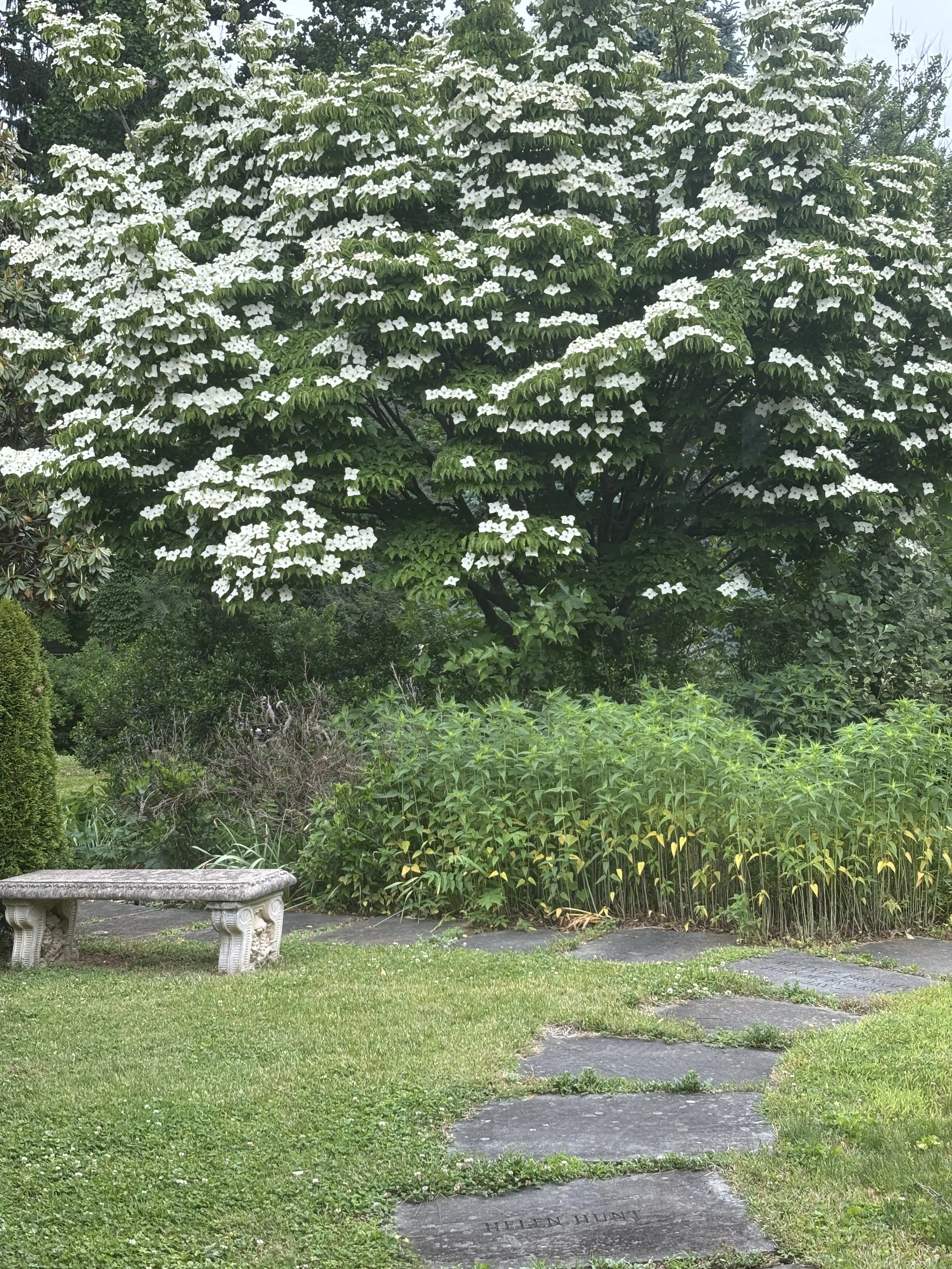 photo of dogwood in bloom with white flowers, with other plants, concrete bench and path of gravestones in the memorial garden at Roland Park Community Center.