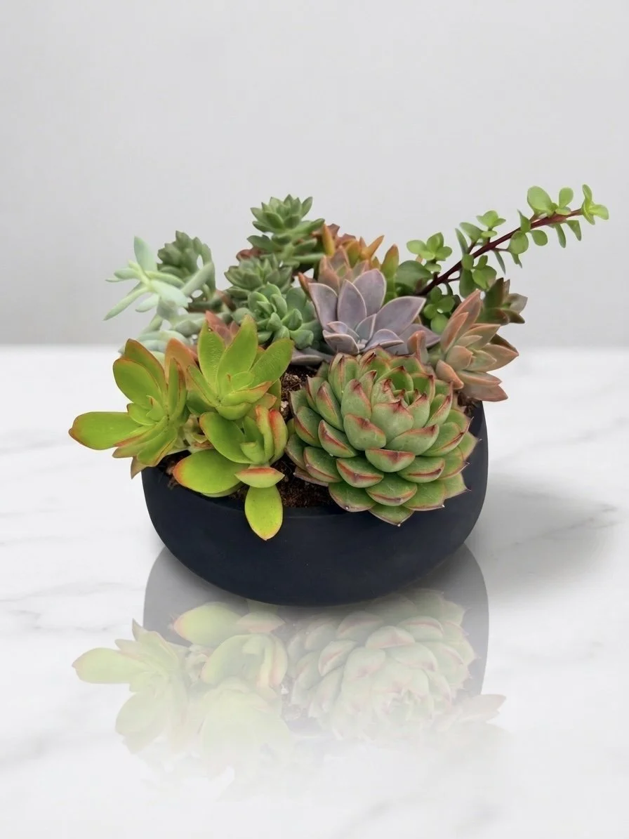 The Chroma Grand Low-Bowl