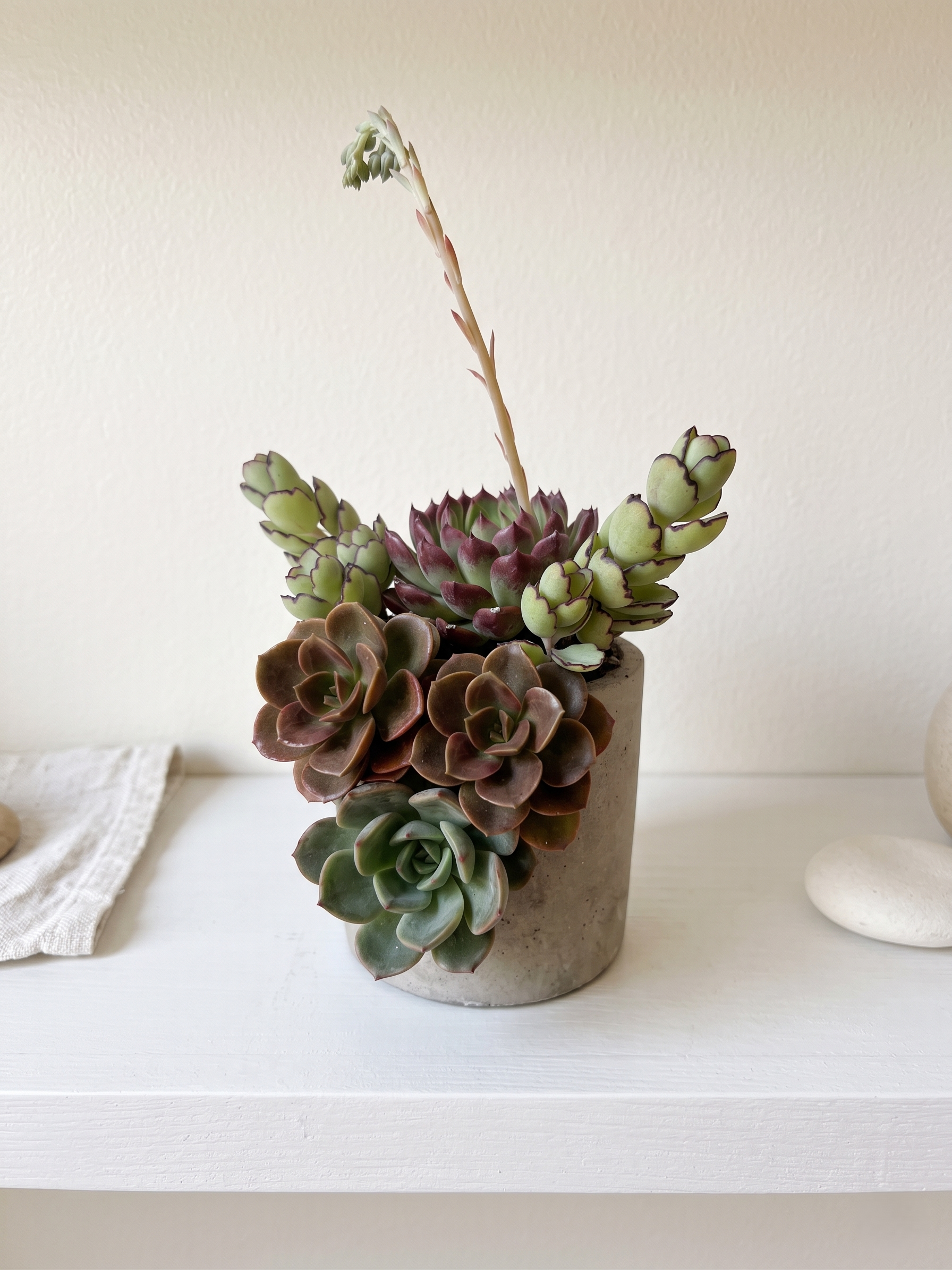 A ceramic pot with various succulent plants on a white wooden table, with a white textured wall in the background and a white cloth with beige stones to the left.