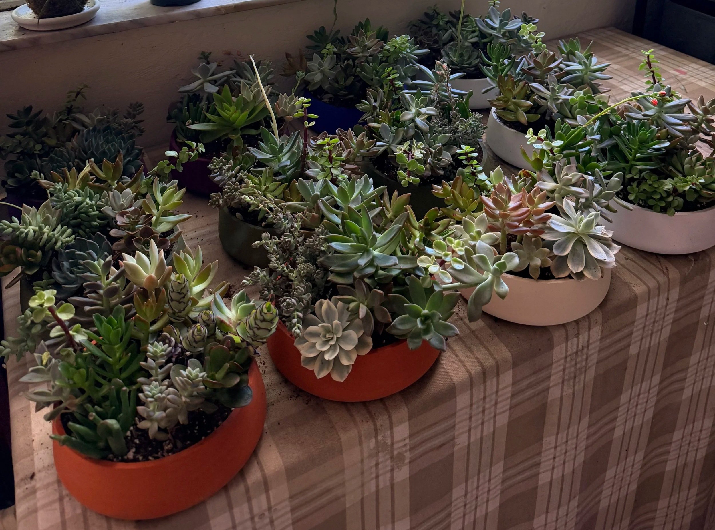 Various potted succulents arranged on a wooden surface near a window.