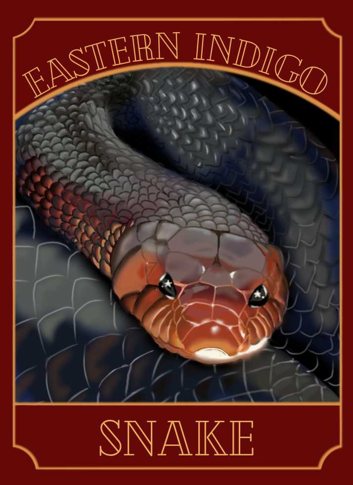Eastern Indigo_20260317_205750_0000.png
