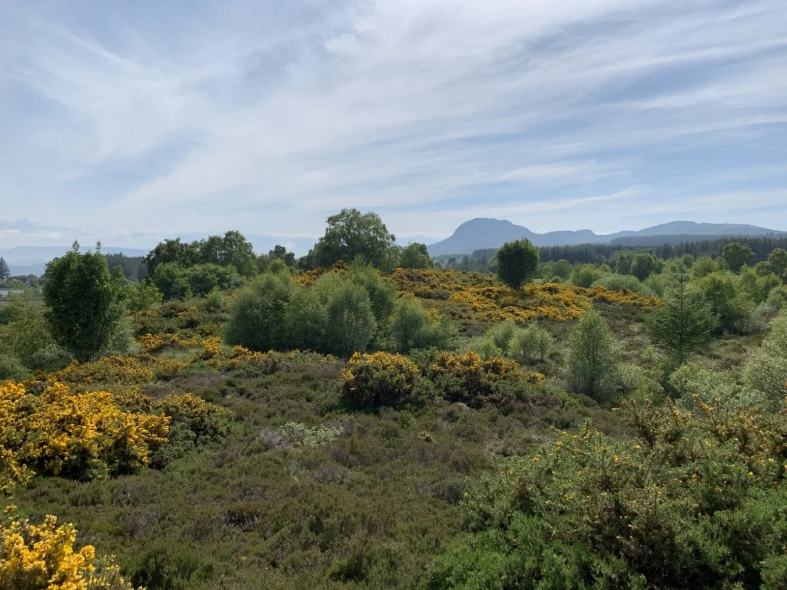 Scenic view of lush green trees, flowering bushes, and distant mountains under a partly cloudy sky.