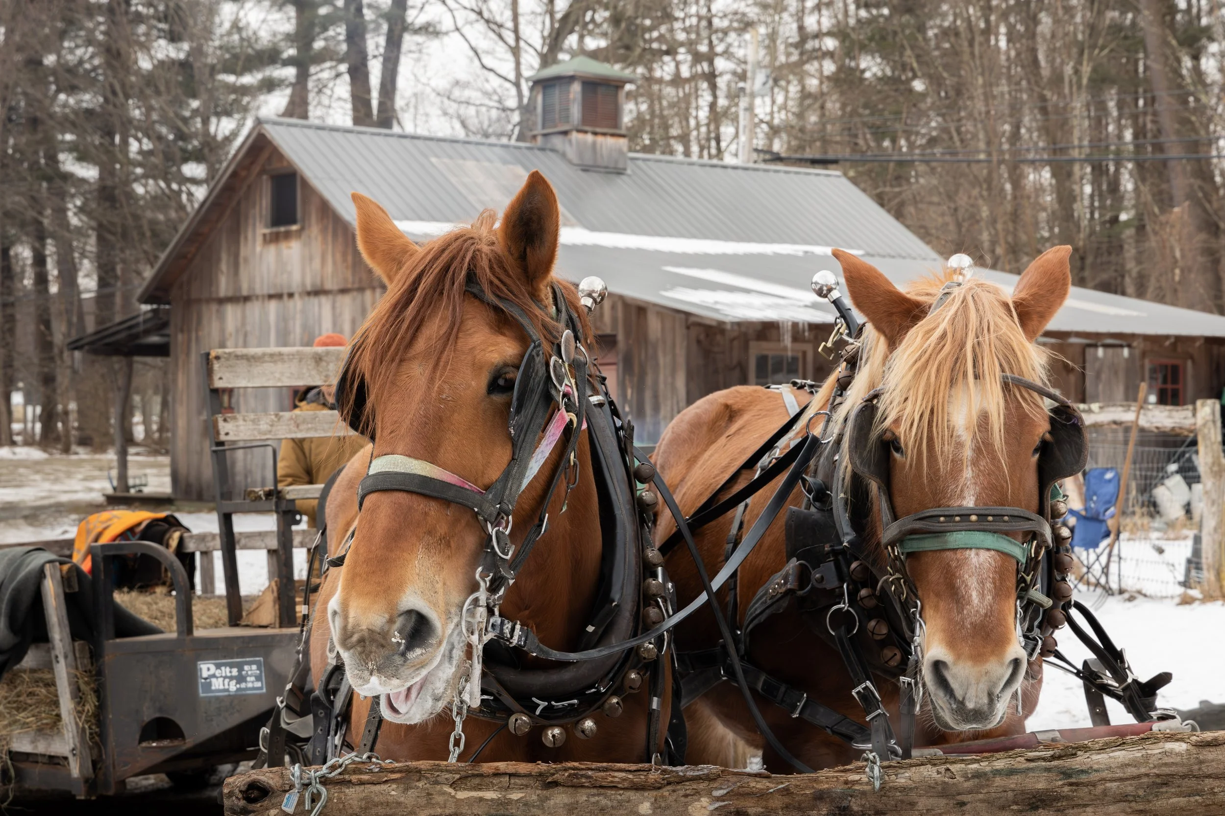Wild Carrot Farm Sleighrides