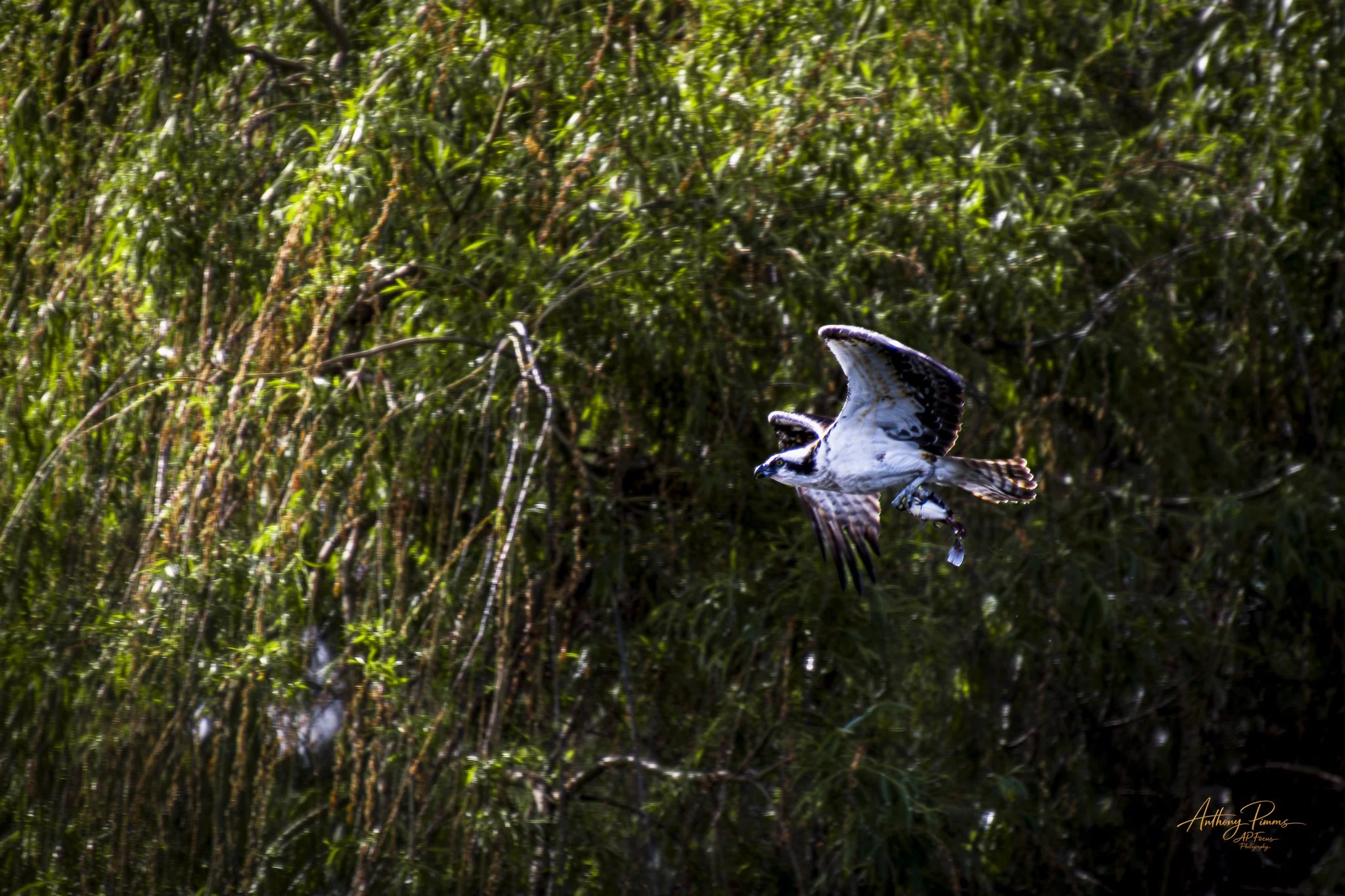 A bird in flight over dense green foliage.
