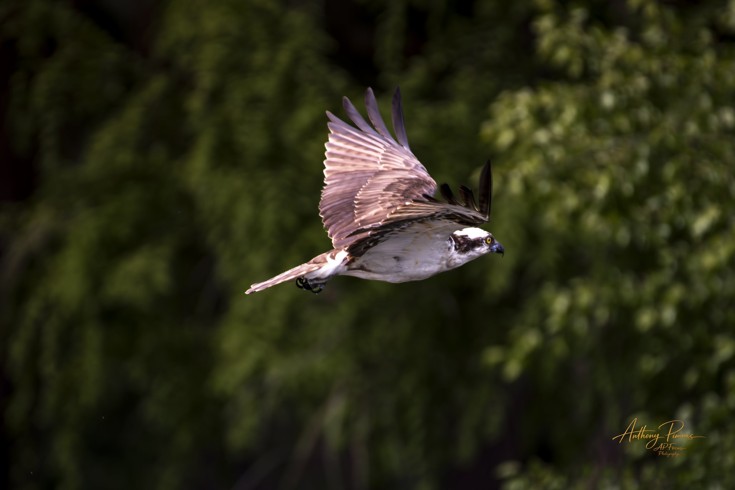 A bird with black and white feathers flying against a blurred green forest background.