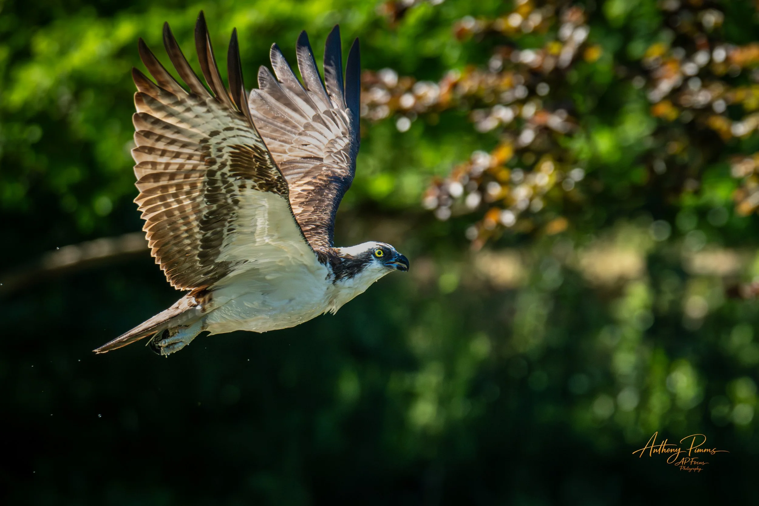 Osprey bird flying through the air with green blurred forest background.