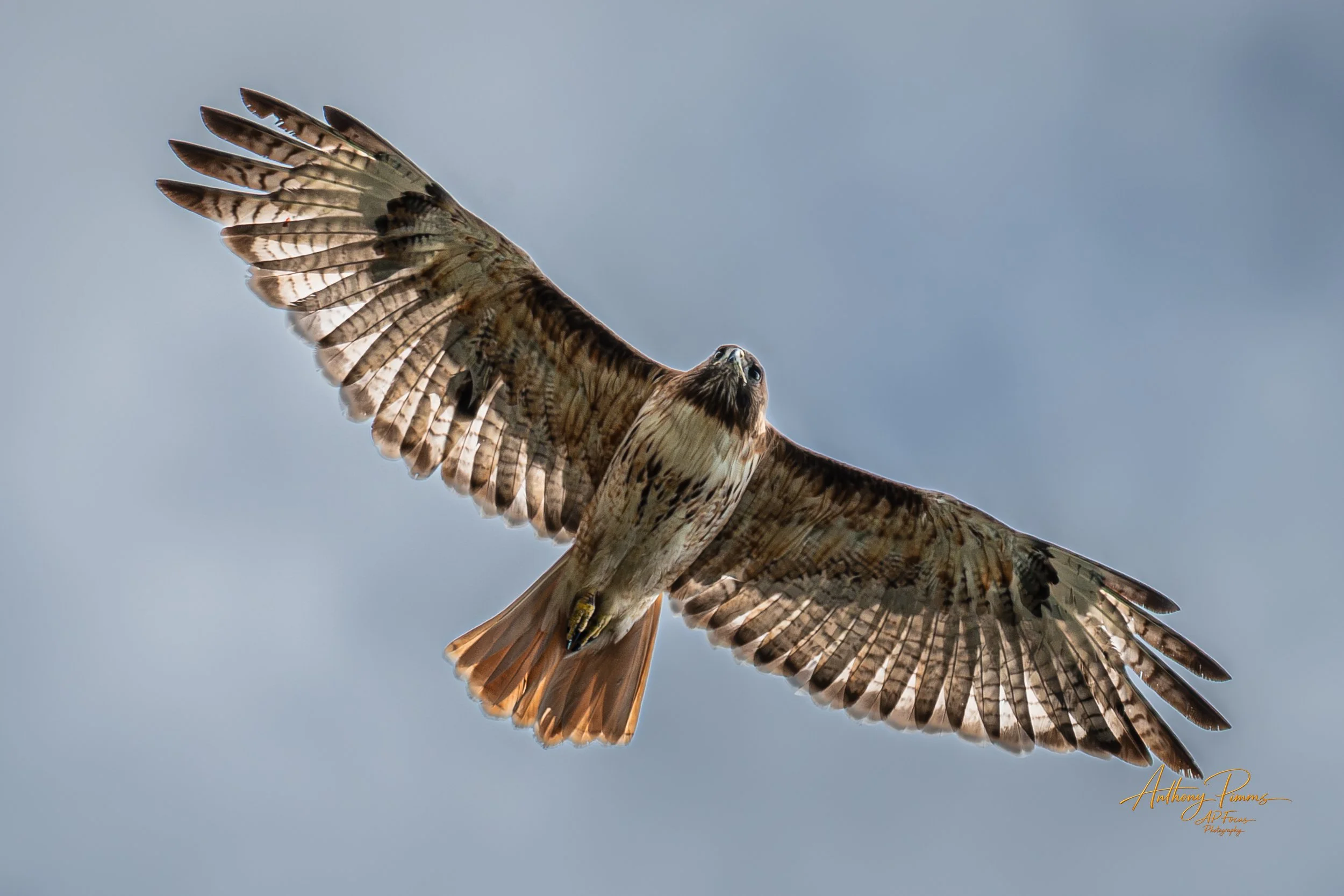 A bird of prey, possibly a hawk or falcon, soaring through the sky with wings fully extended, showing detailed feathers and a focused gaze.