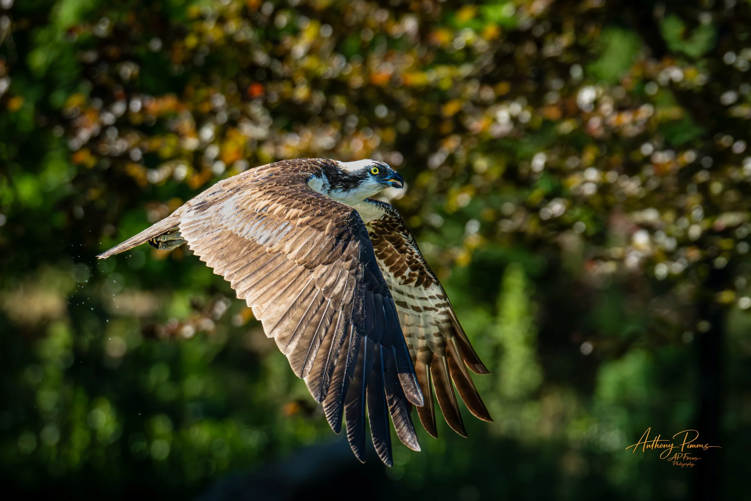 A bird of prey, possibly a hawk or falcon, in flight against a blurred green and yellow background with sunlight.