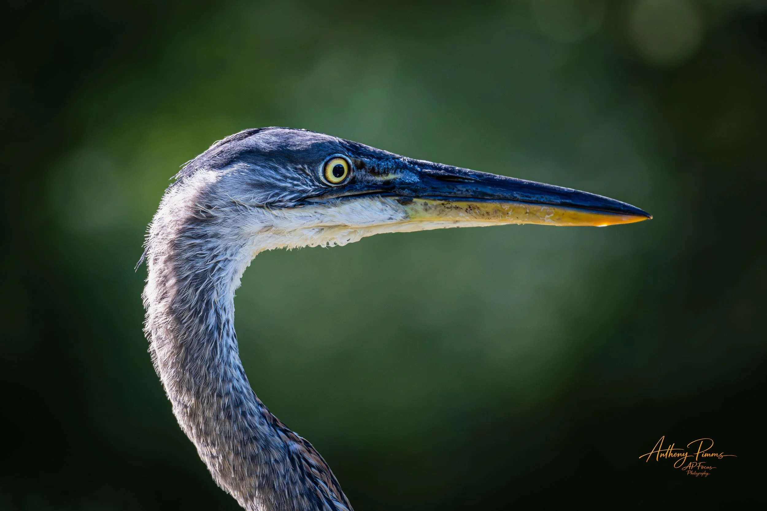 Close-up of a heron with a long, pointed beak and blue-gray feathers, against a blurred green background.