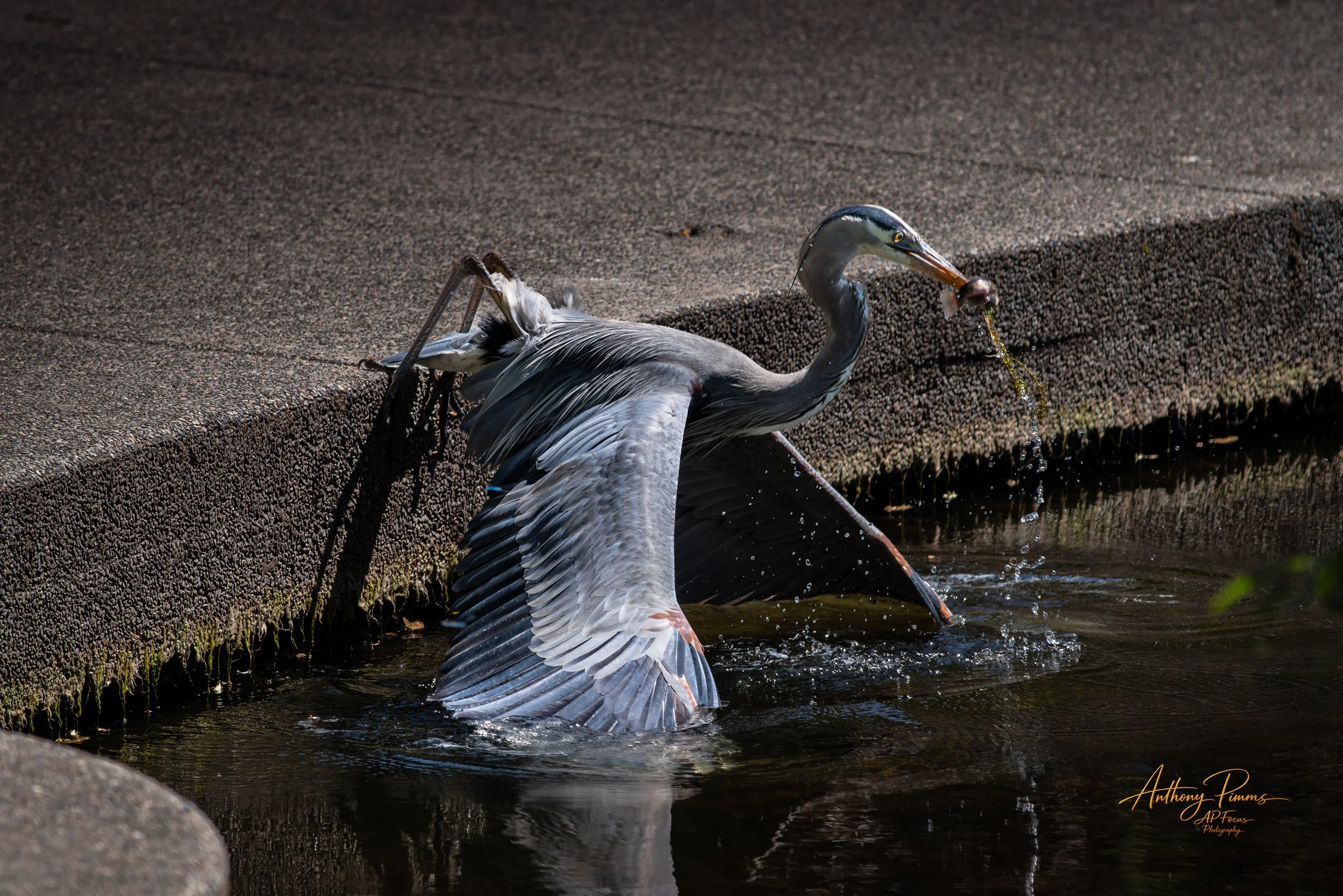 A heron standing in shallow water next to a concrete embankment, catching a fish with its beak, with water droplets splashing.