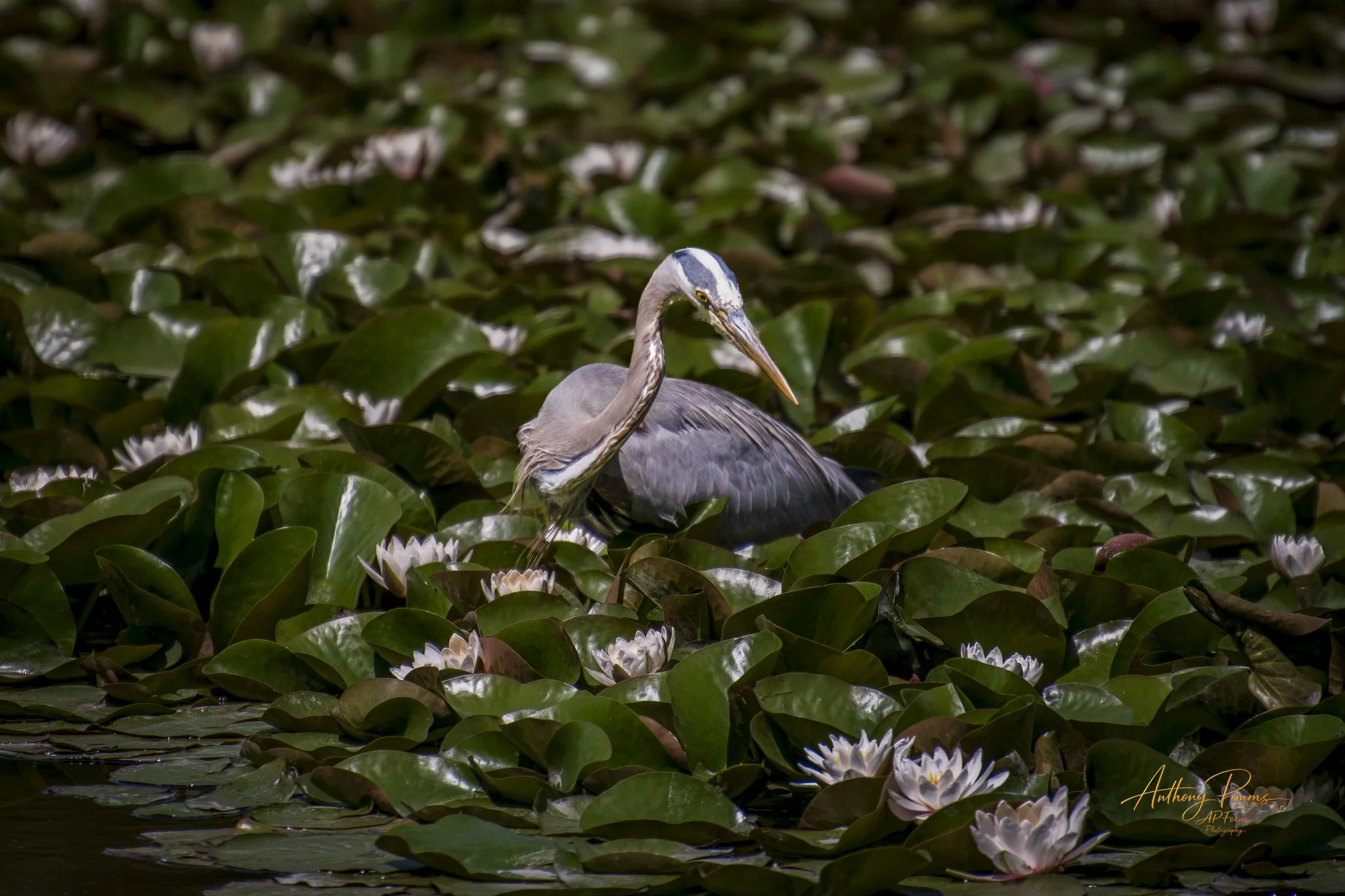 A heron stands among water lilies and green aquatic plants in a pond.
