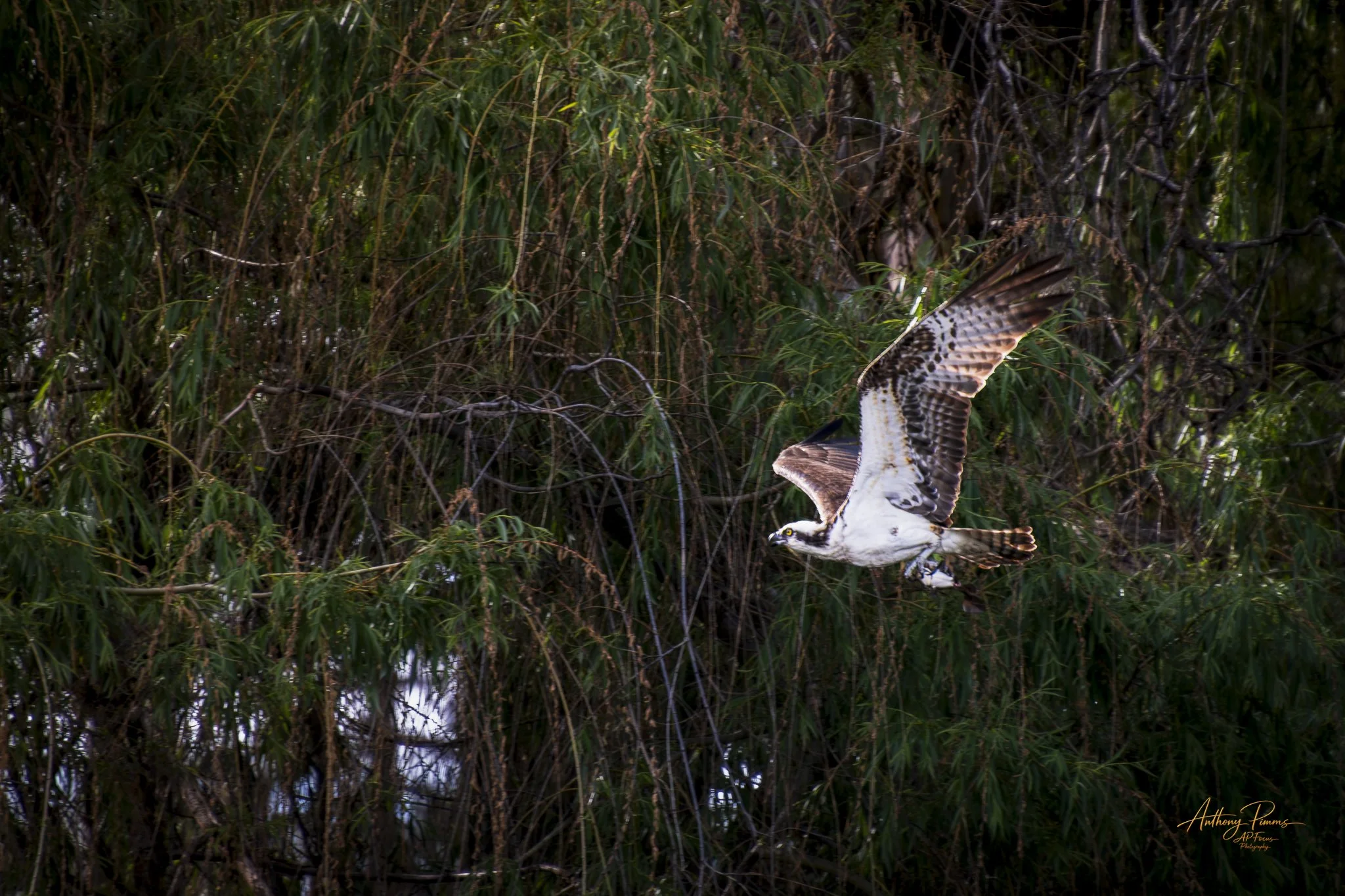 An osprey flying near dense tree branches with green leaves.
