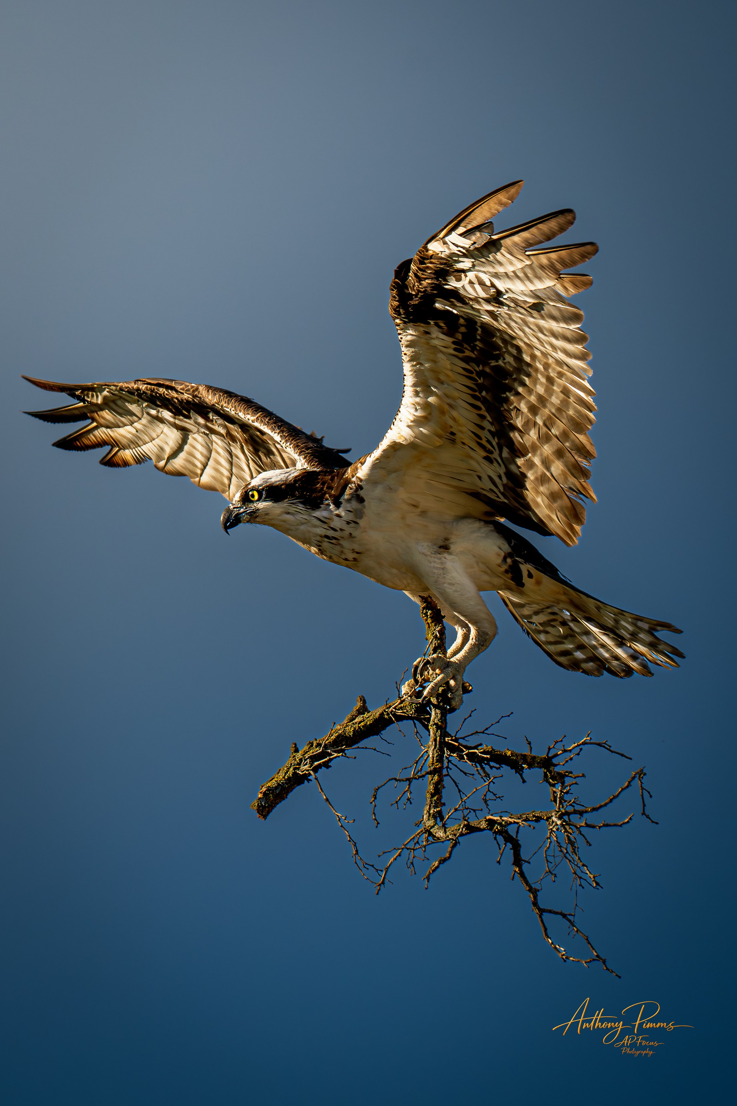 An osprey perched on a bare tree branch with its wings partially spread against a blue sky.