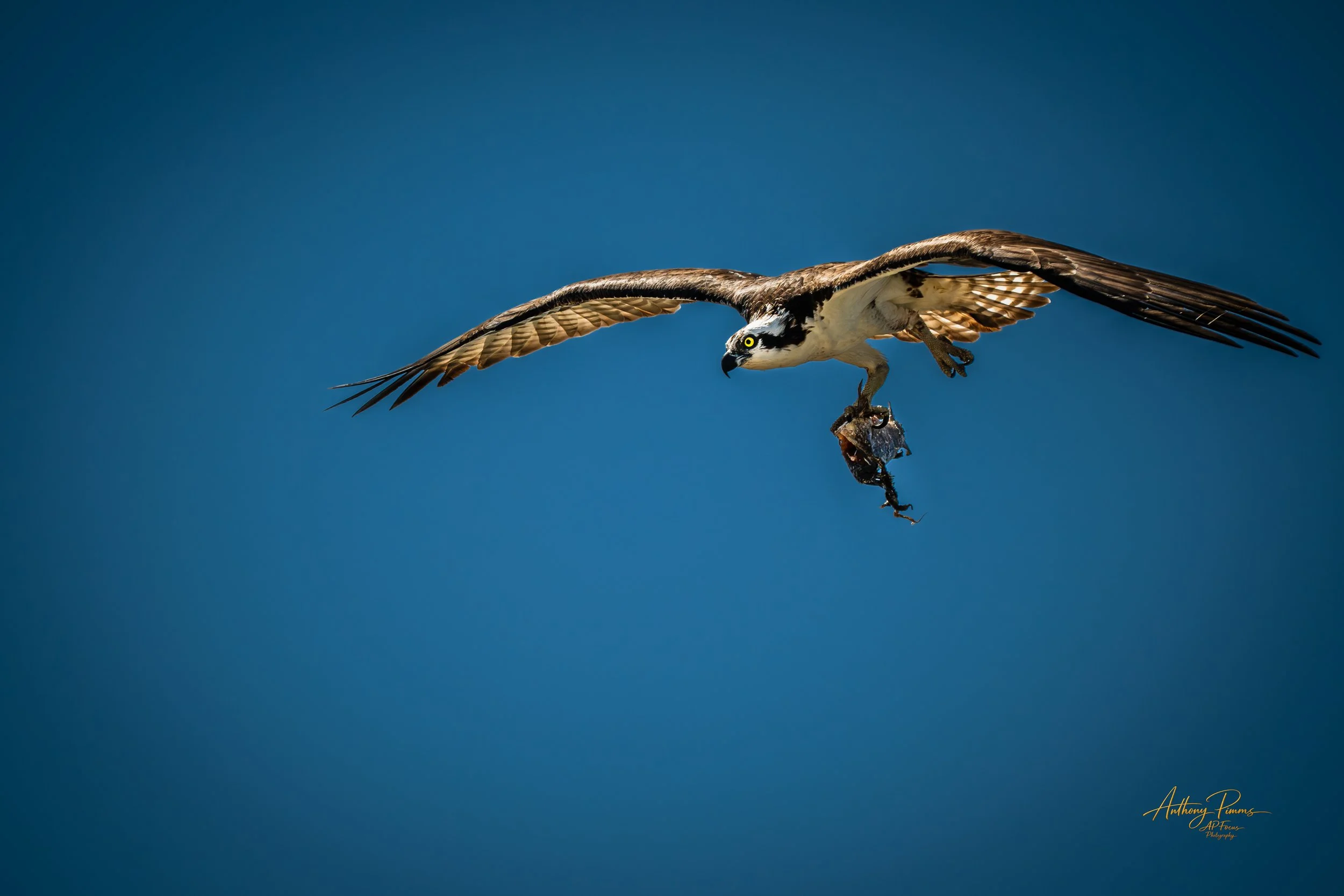 An osprey flying in a clear blue sky carrying a fish in its talons.