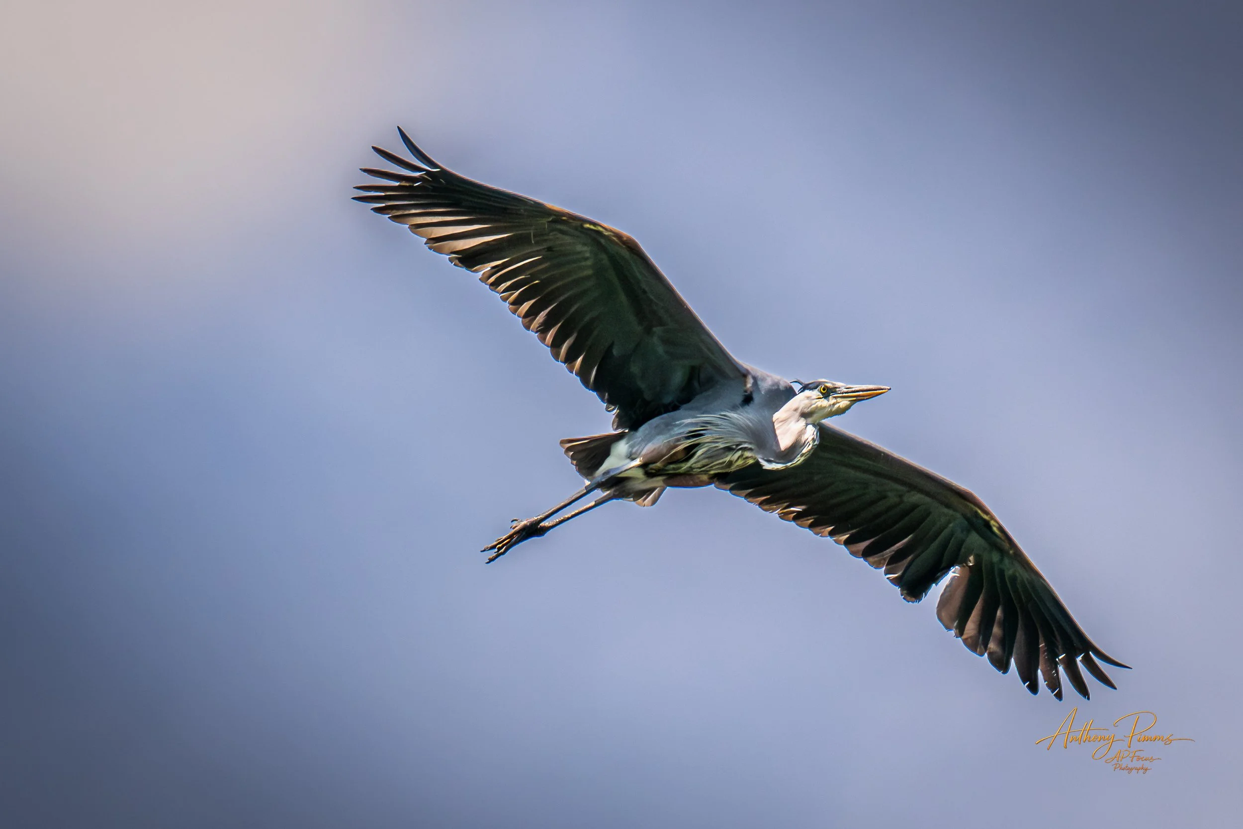 A heron flying with wings spread wide against a cloudy sky.