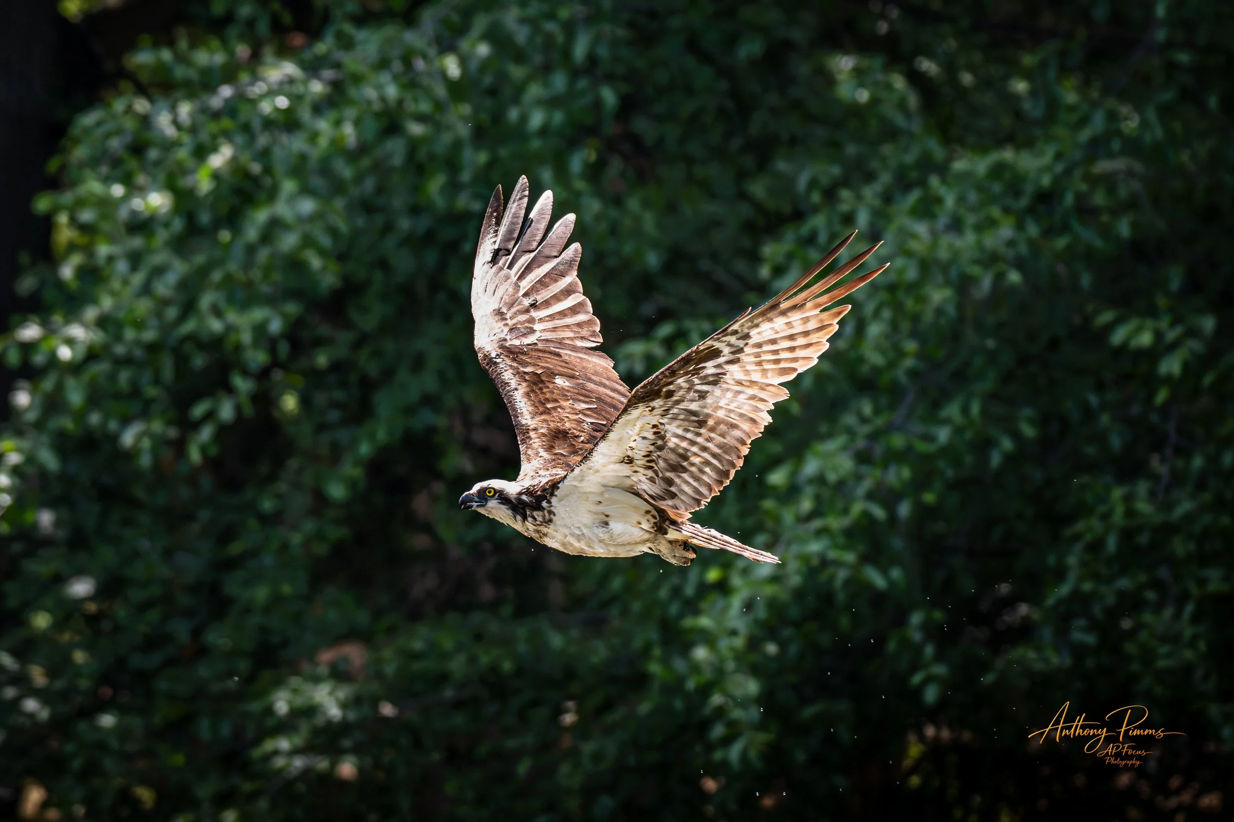 A bird of prey, possibly an osprey, flying with its wings spread wide against a green leafy background.