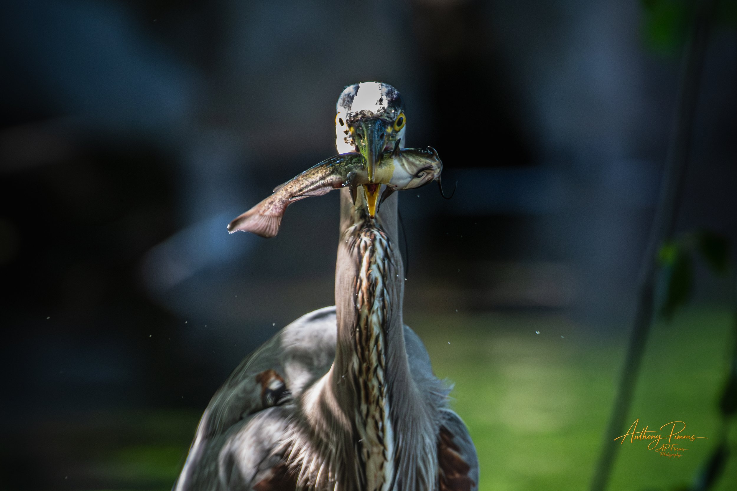A bird with a fish in its beak, likely in the process of catching or eating it, with a dark background. Signature in bottom right corner.