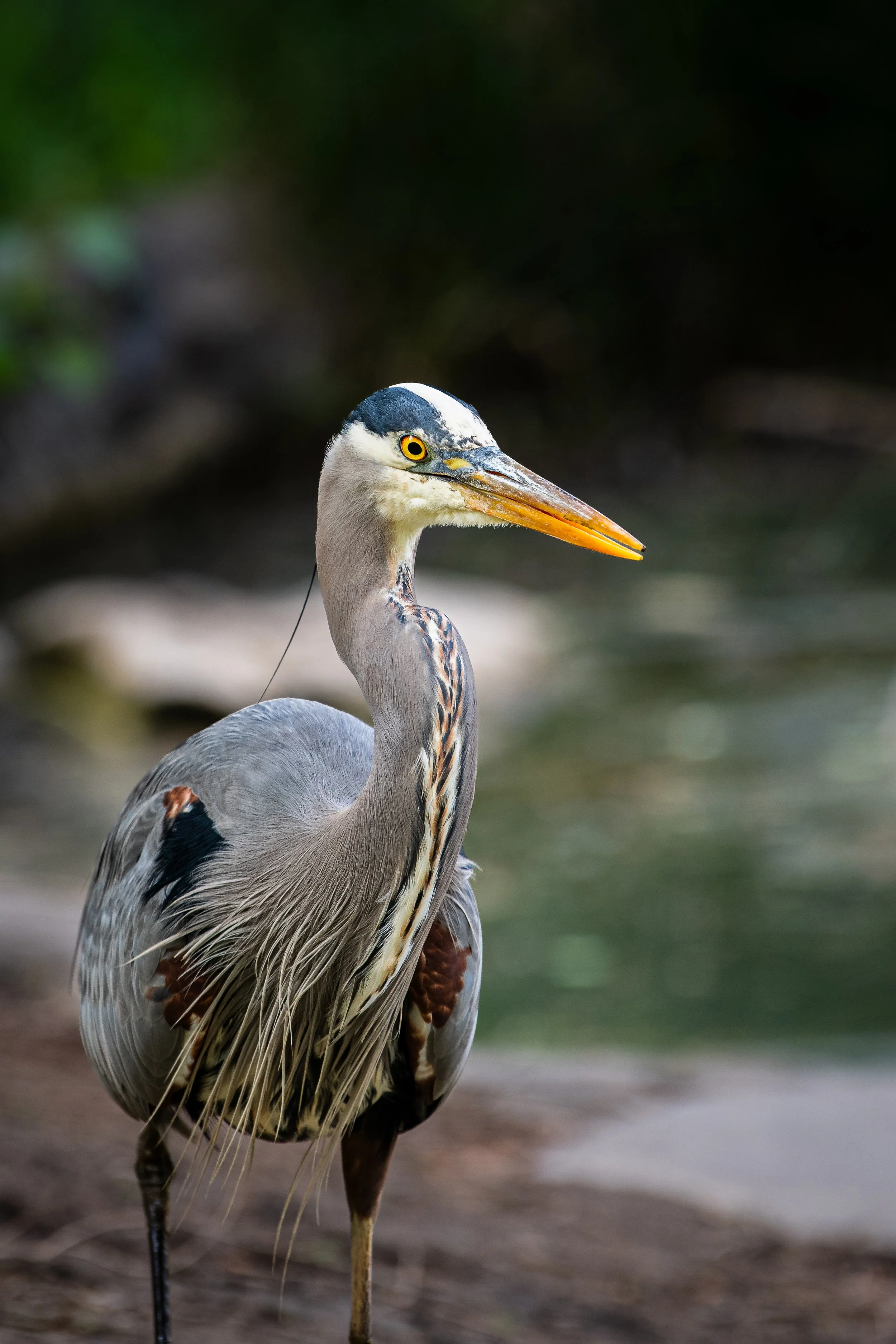 A heron standing on the ground, with a background of blurred greenery.