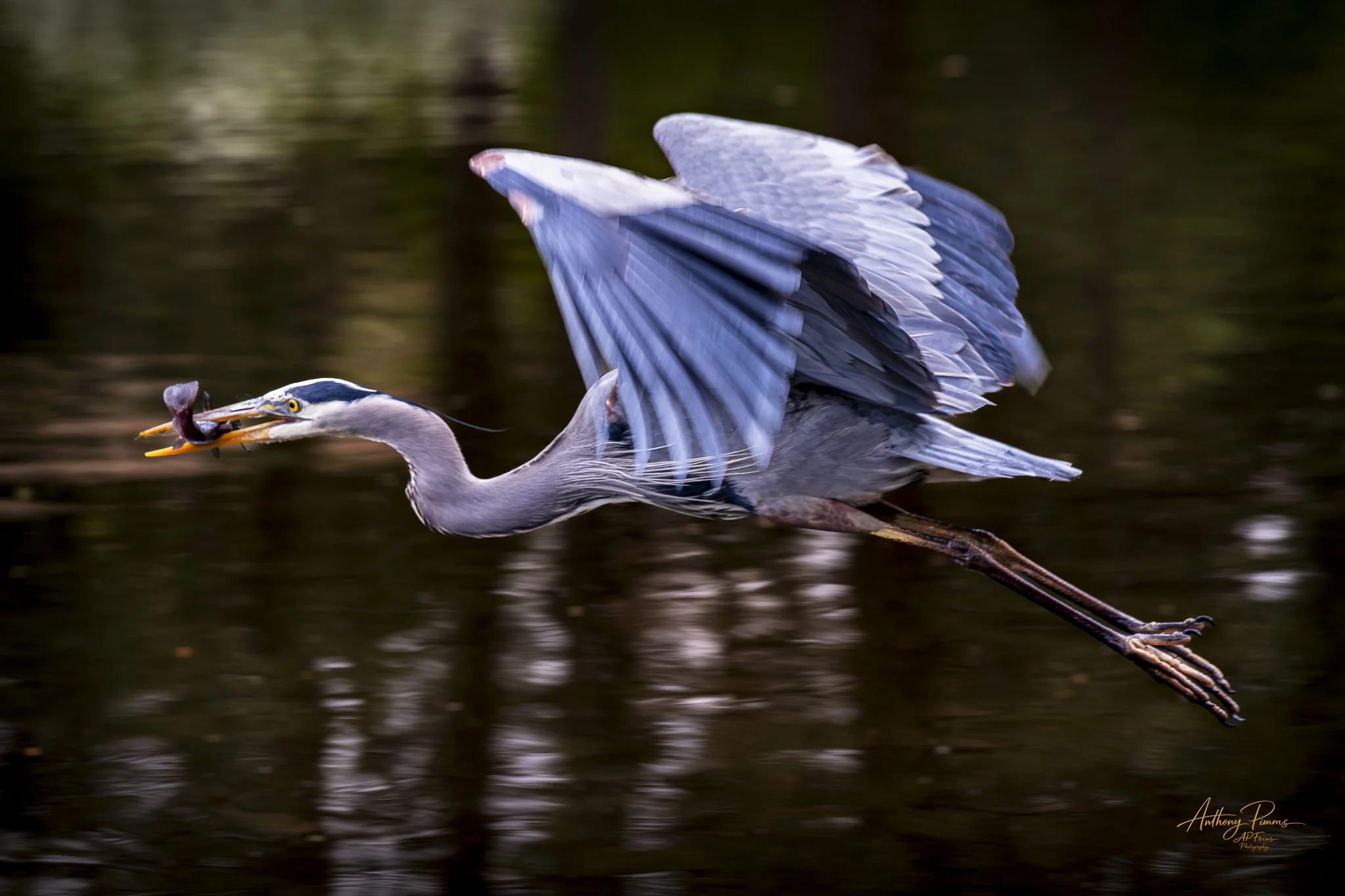 A heron flying over water with its wings spread wide and holding a fish in its beak.