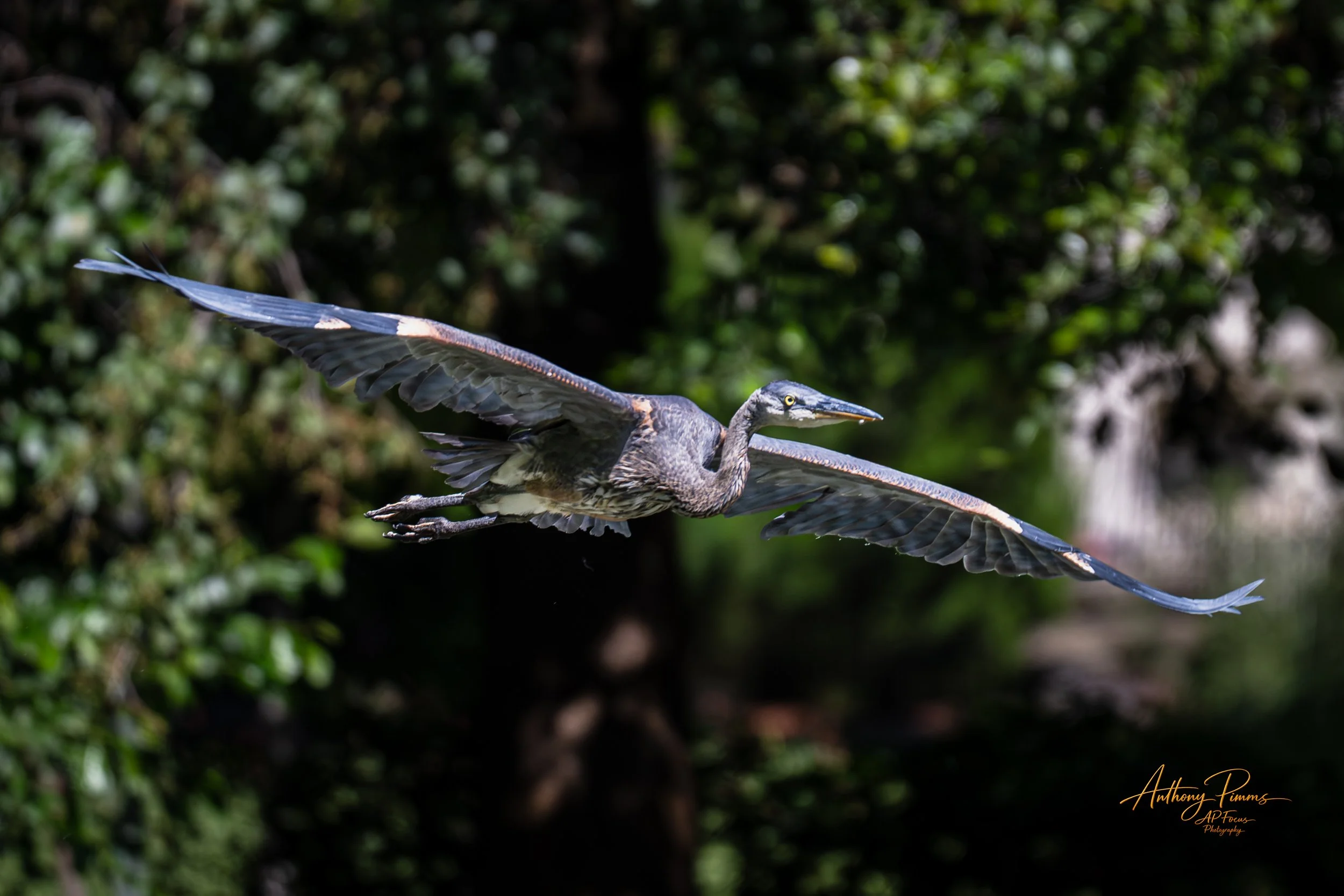 A heron in flight with black, brown, and white feathers against a blurry green foliage background.