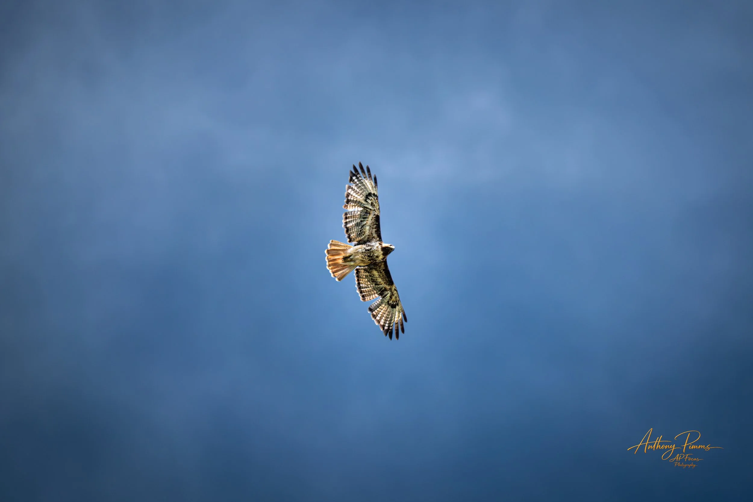 A bird of prey flying against a blue sky with its wings spread wide.