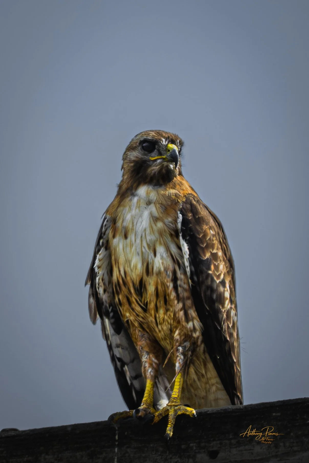 Close-up of a hawk perched on a branch against a gray background.