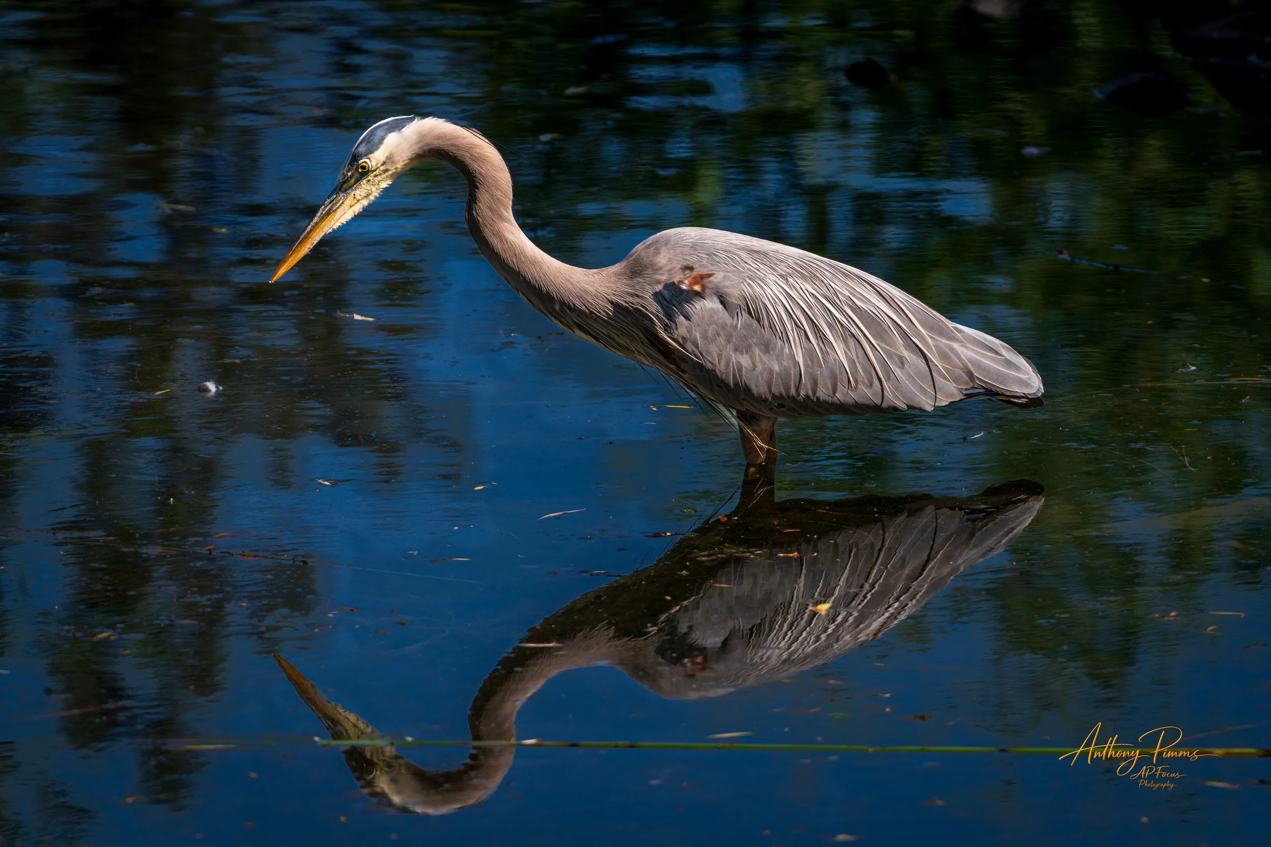 A heron standing in a calm body of water with its reflection visible.