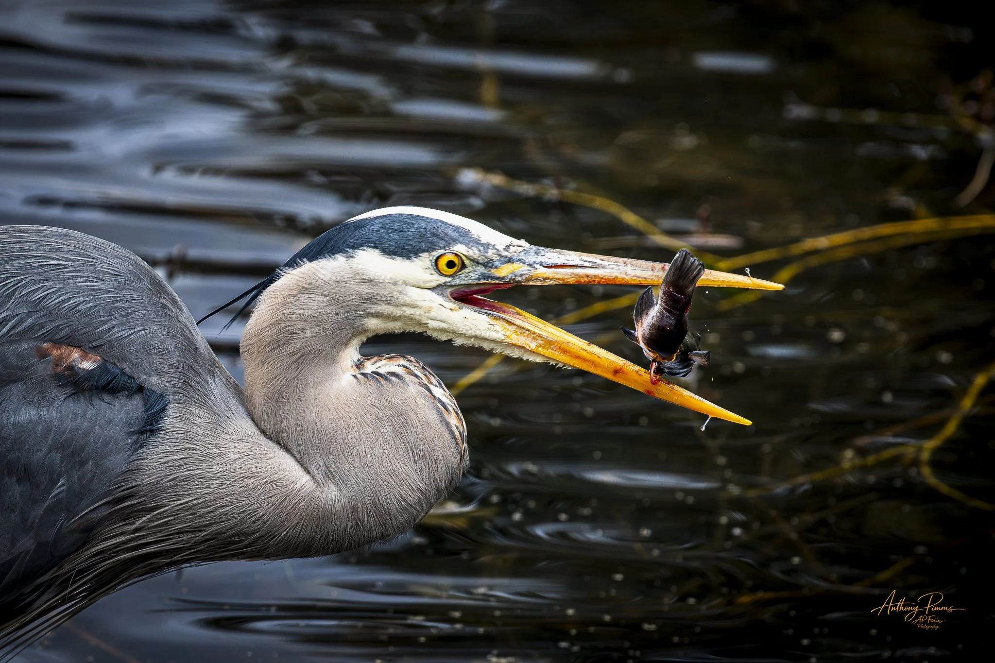 A heron catching a fish in a body of water.