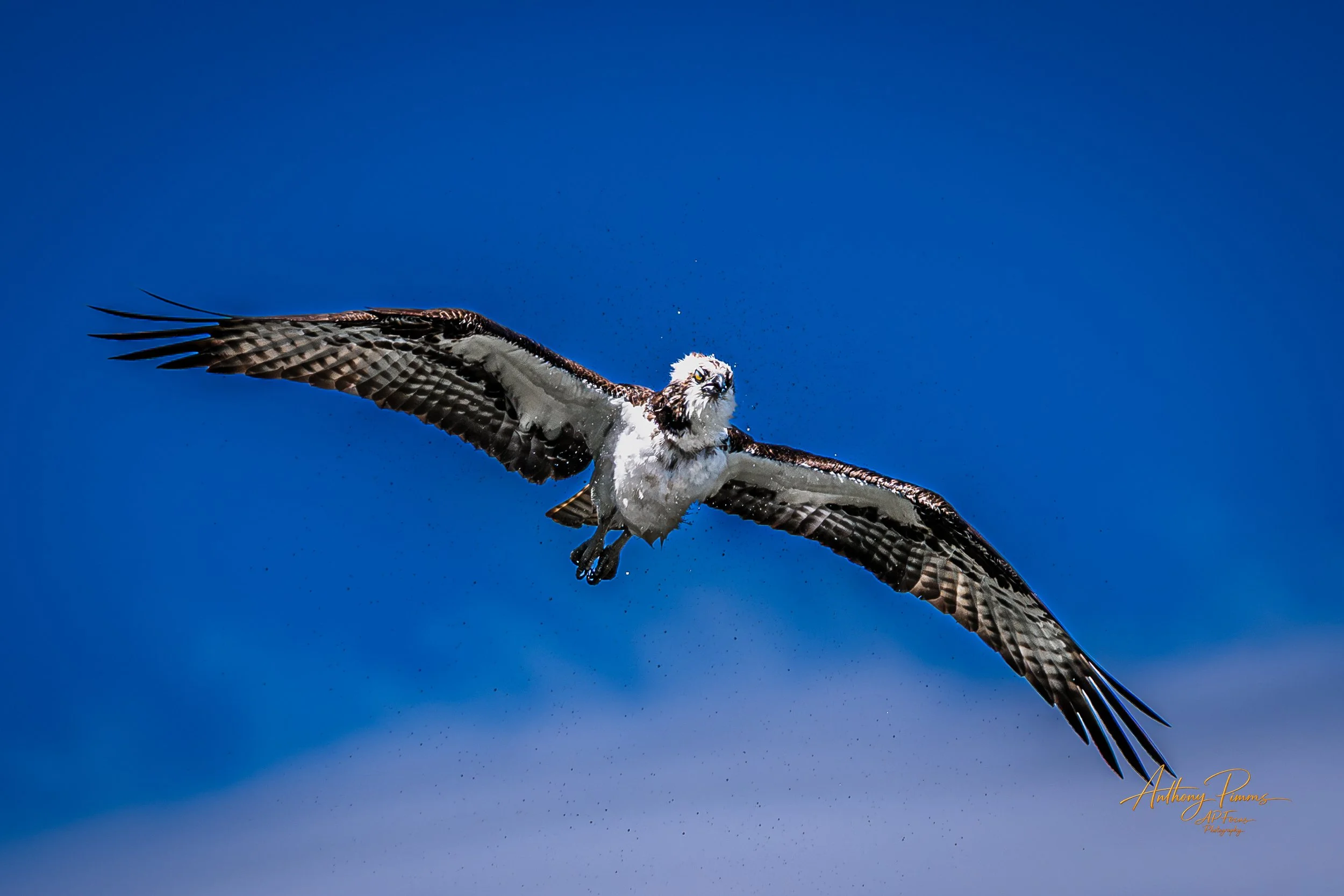 An osprey bird flying in a clear blue sky with its wings spread wide.