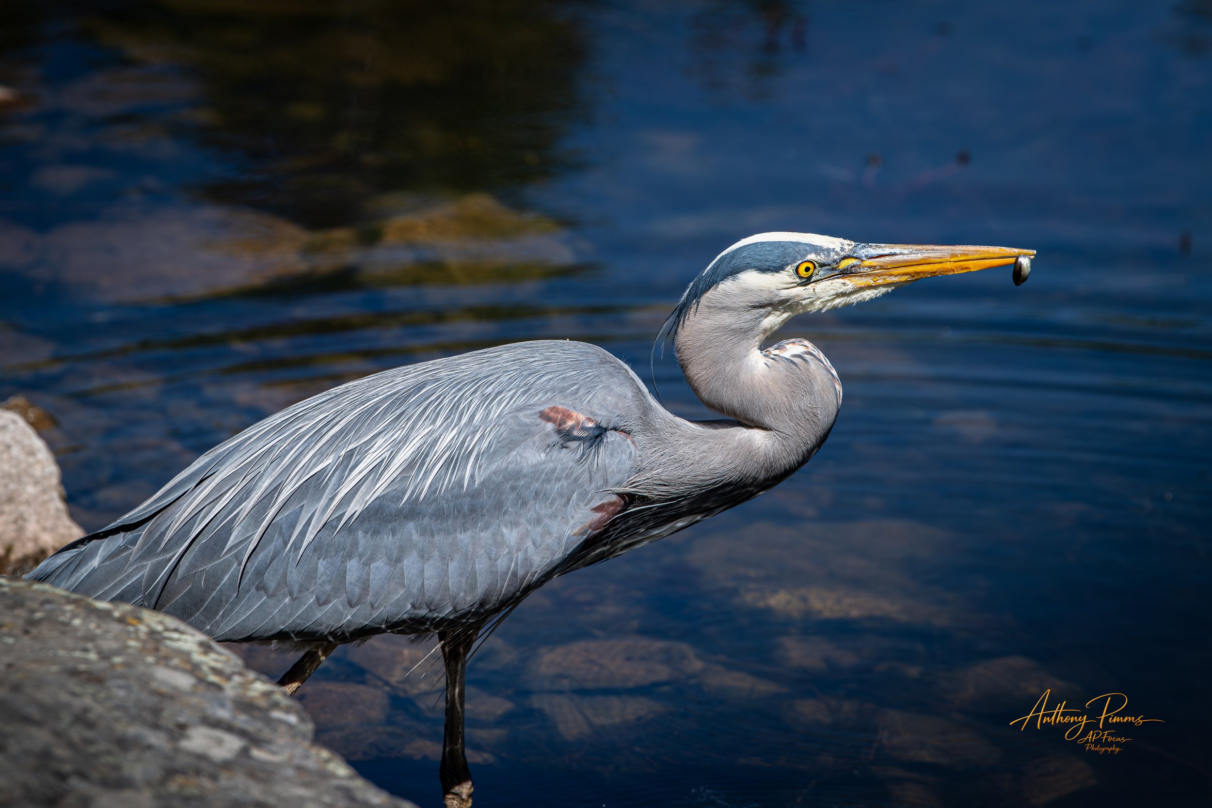 A heron with a long beak standing on a rock near the water, holding a small fish in its beak.