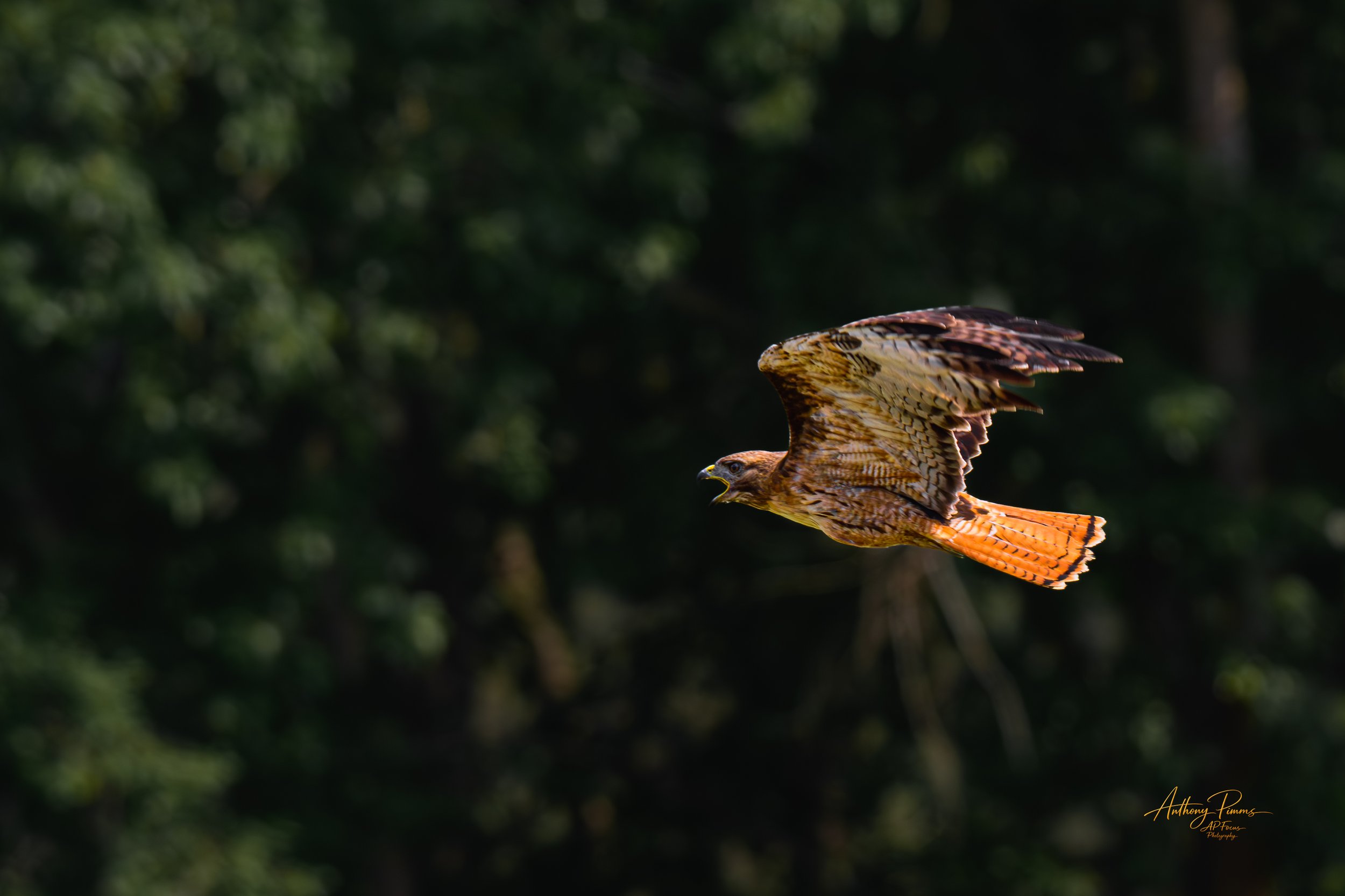 A bird of prey, possibly a hawk or falcon, flying with wings extended in a forested area with green foliage in the background.