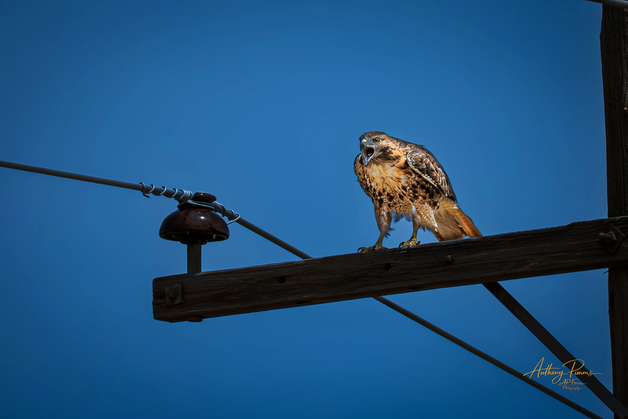 A bird of prey, possibly a hawk, perched on a wooden power line pole with its beak open against a clear blue sky background.
