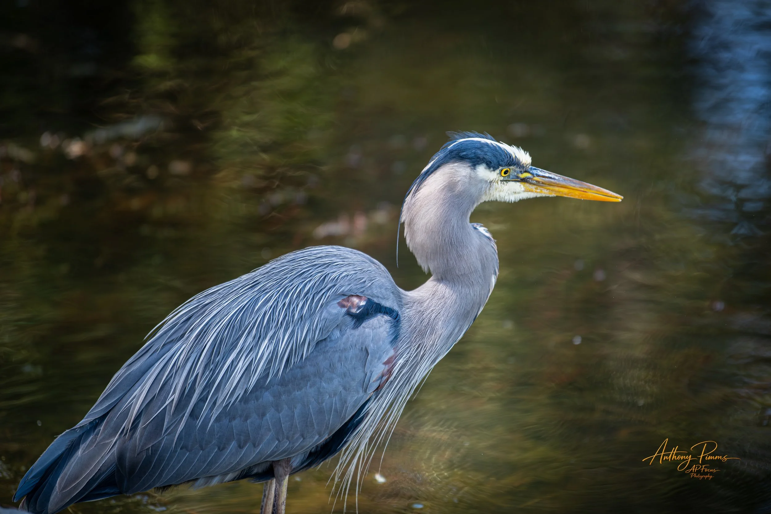 A heron standing in shallow water with a green and blue blurred background.