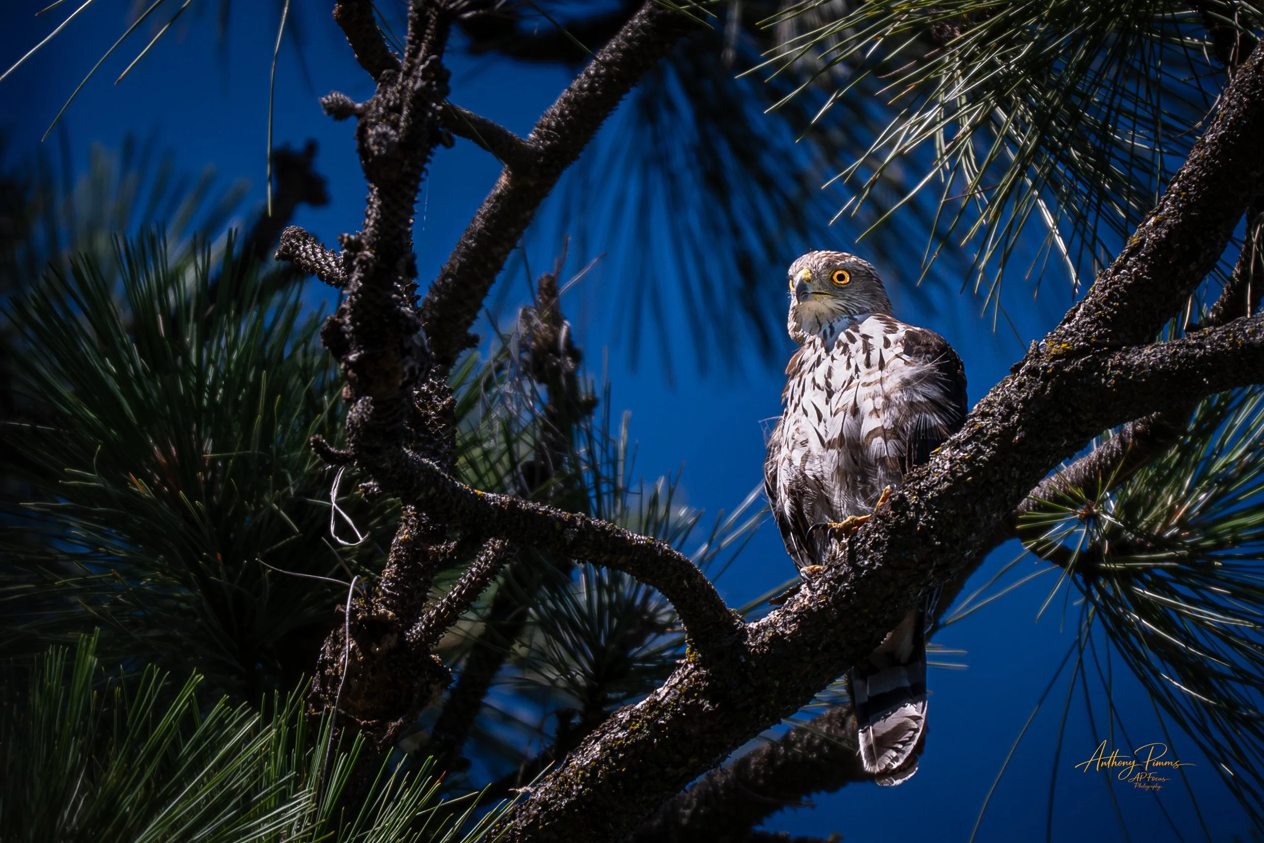 Among the Pines