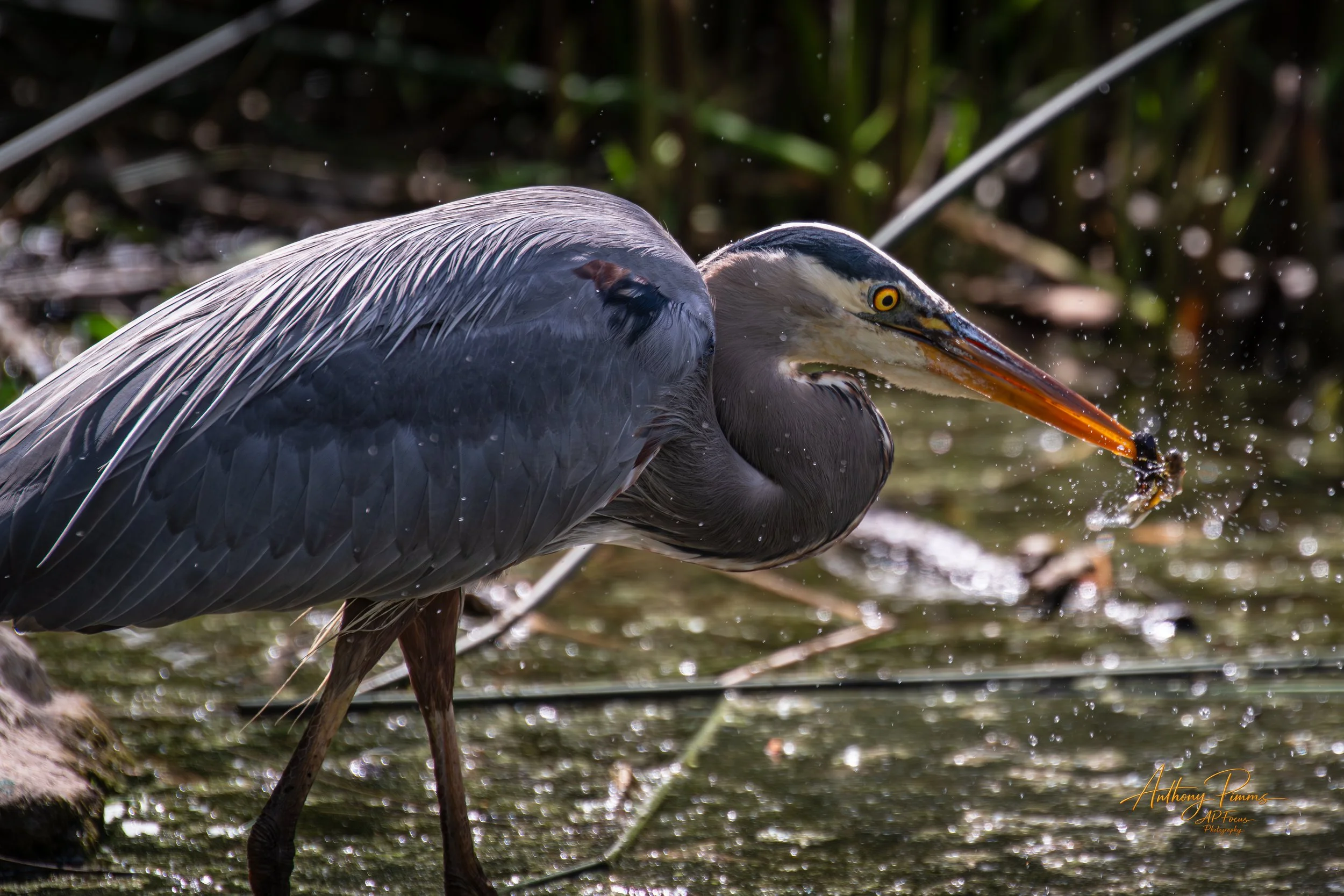 A heron standing in shallow water, with its head turned sideways and a fish in its beak. Water droplets are visible on the heron's head and around it.