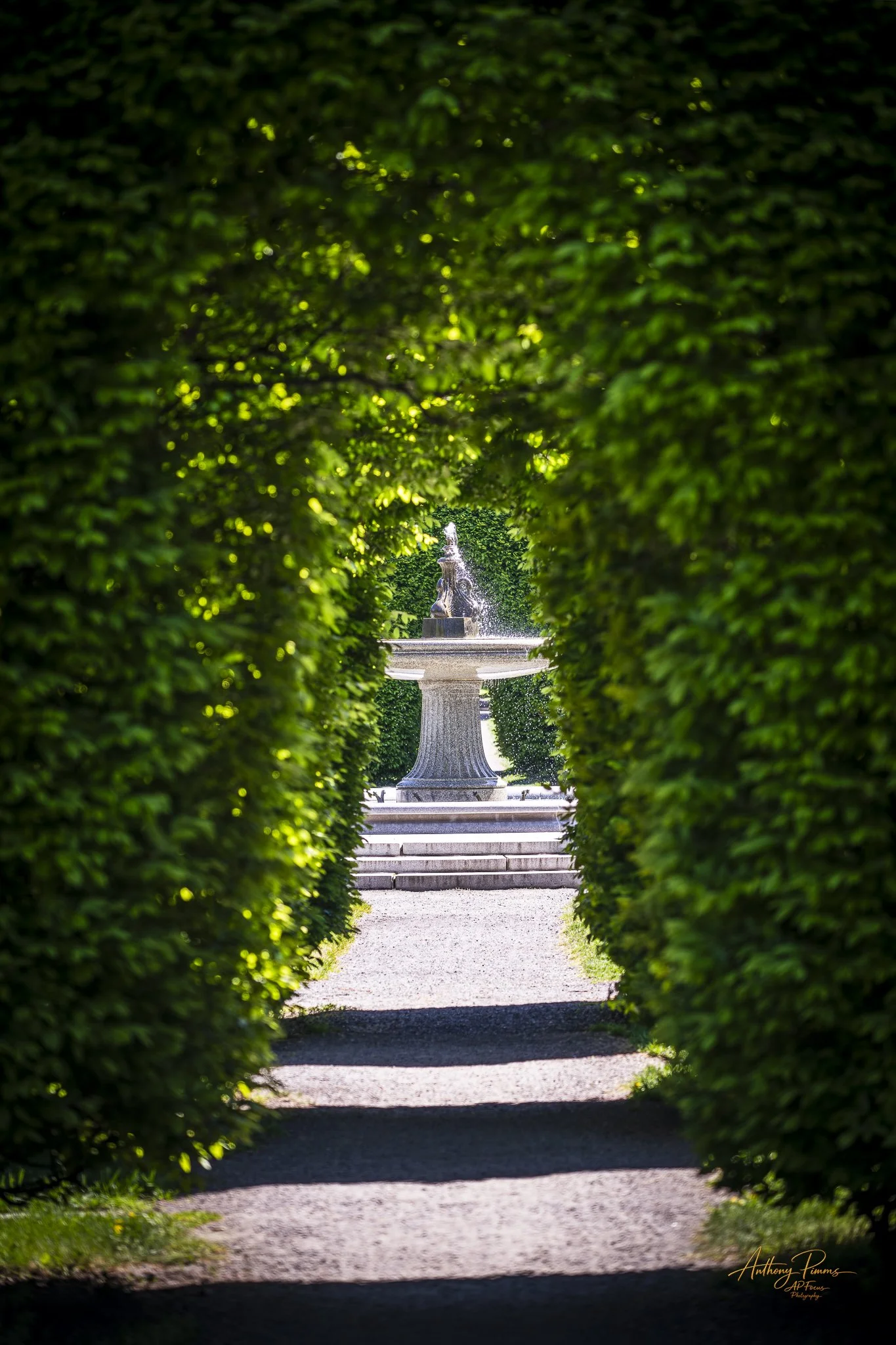 A pathway through neatly trimmed green hedges leading to a fountain with a statue, with sunlight filtering through the foliage.