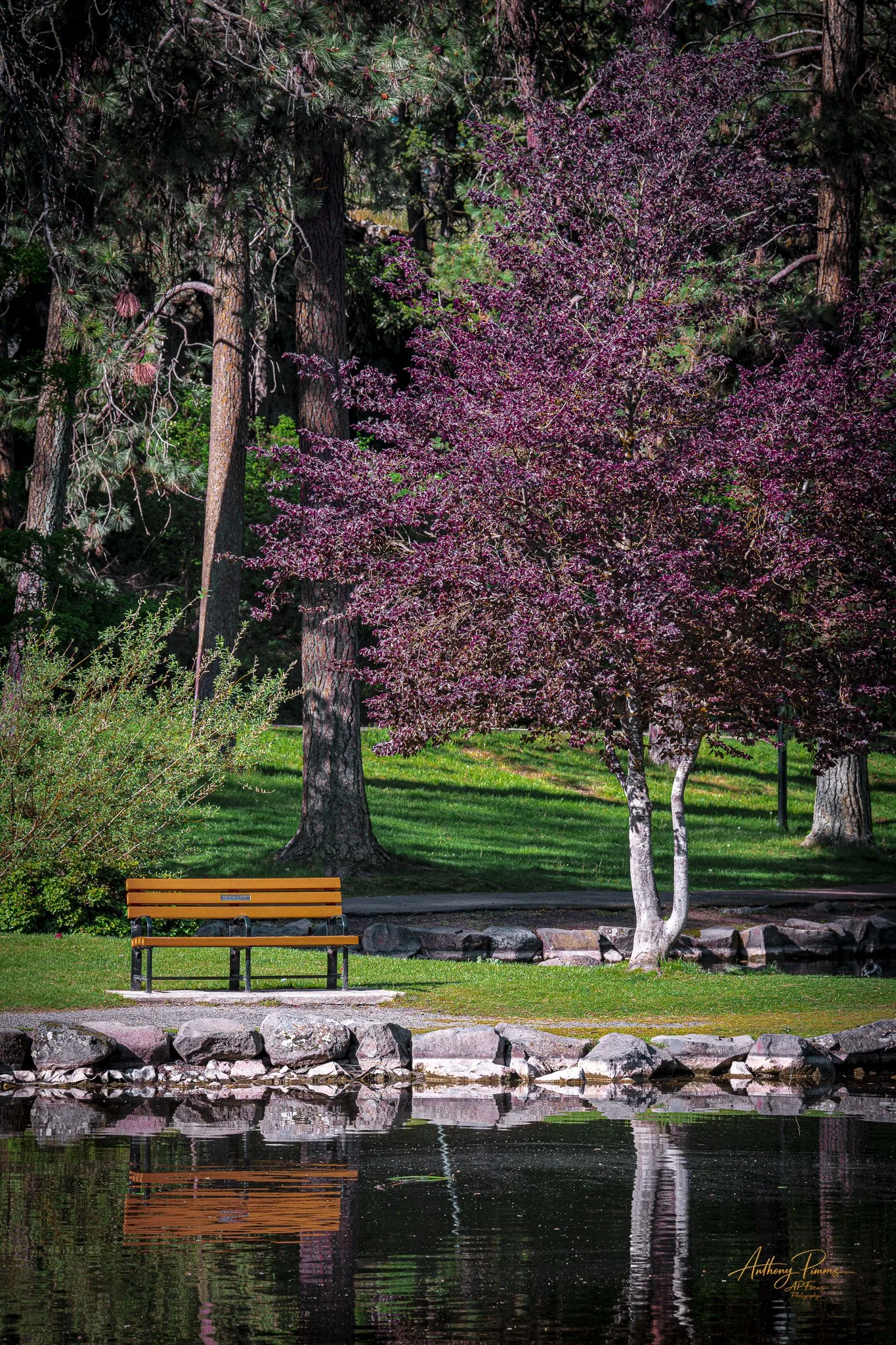A peaceful park scene with a wooden bench, pink flowering trees, tall green pine trees, a stone border, and a calm body of water reflecting the scenery.