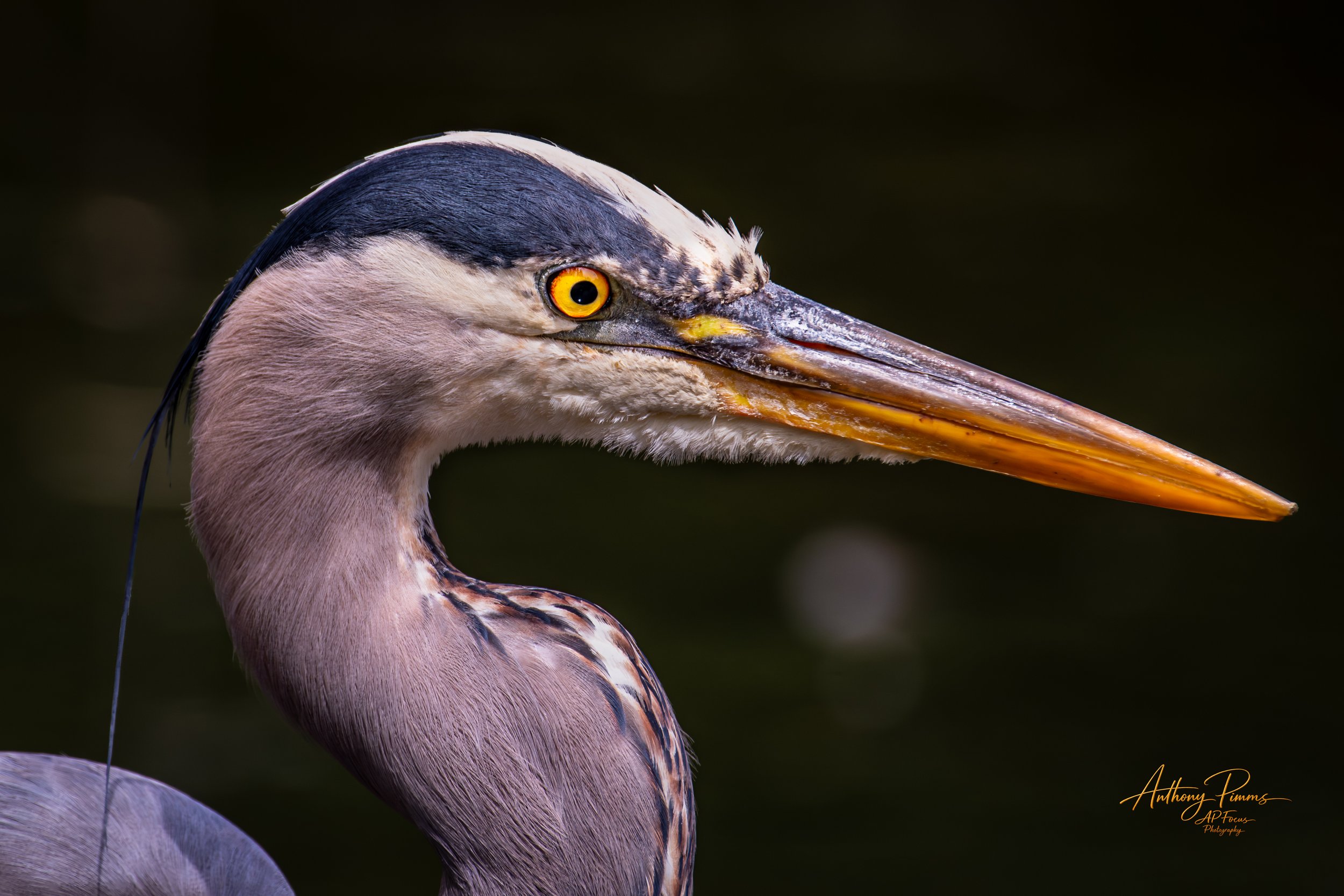 Close-up of a heron with a yellow eye, long beak, and detailed feathers against a dark background.