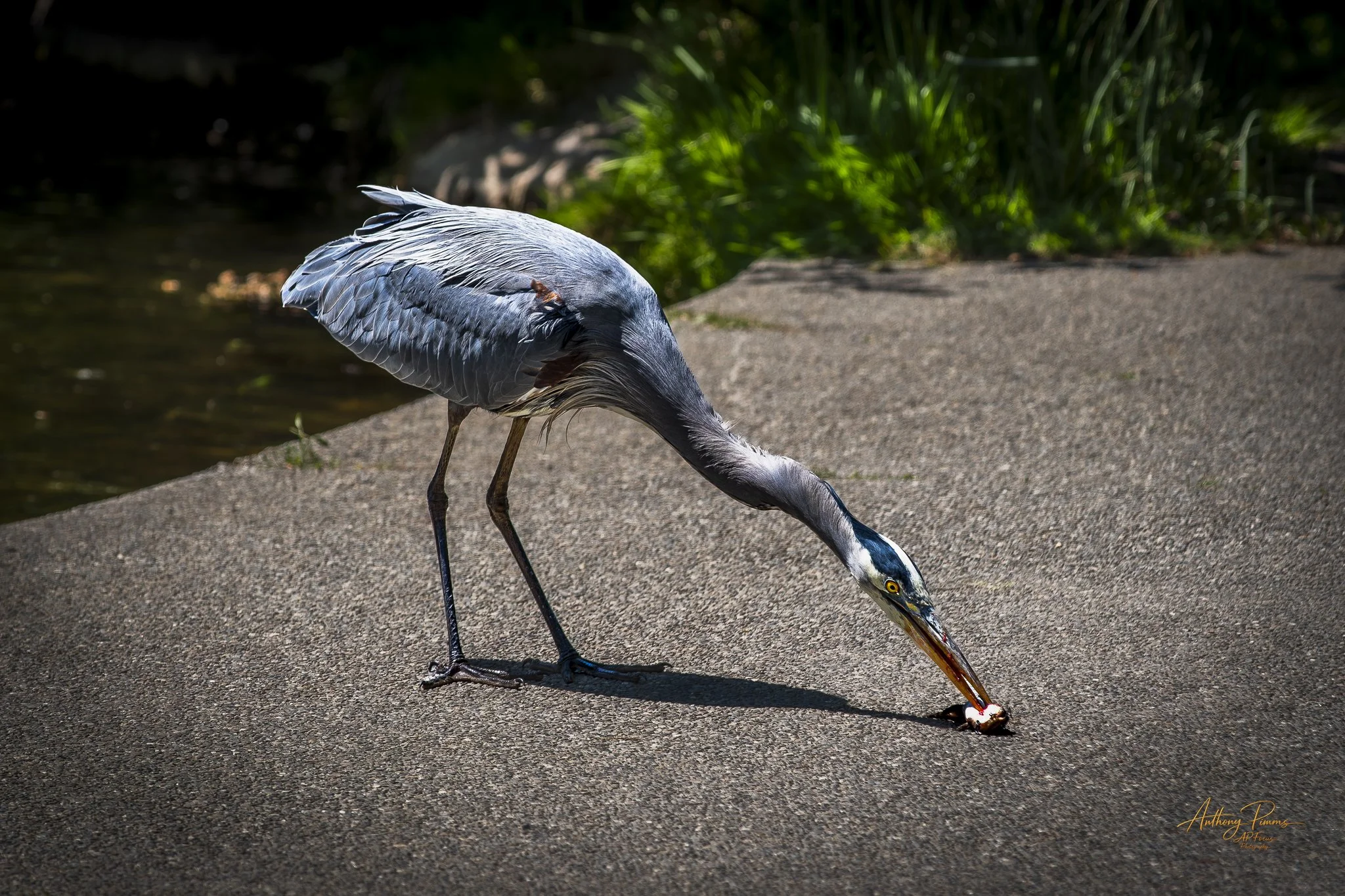 A blue and gray heron standing on a concrete pathway, leaning forward with its beak touching the ground, with greenery in the background.